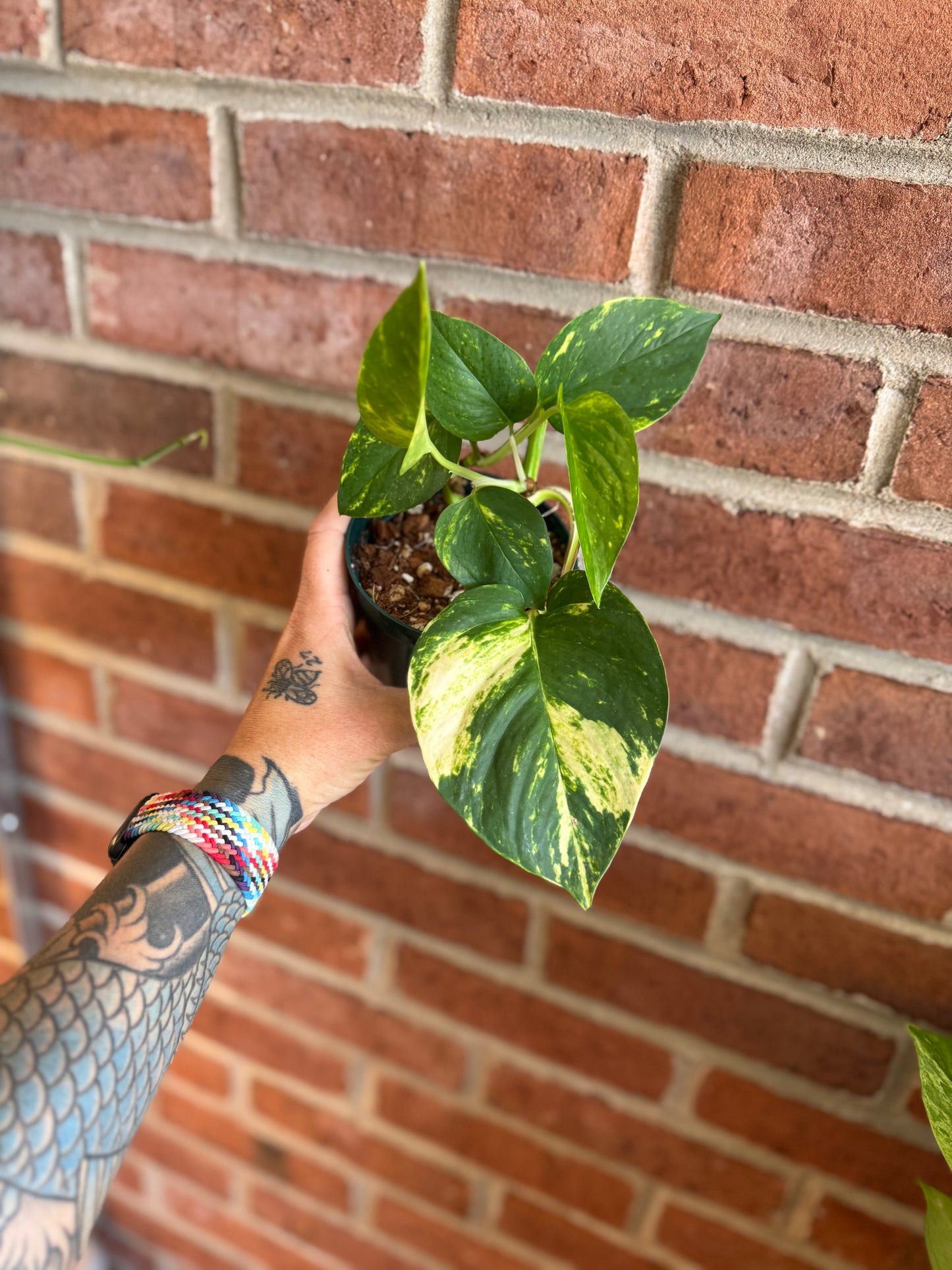Large Leaf Golden Pothos