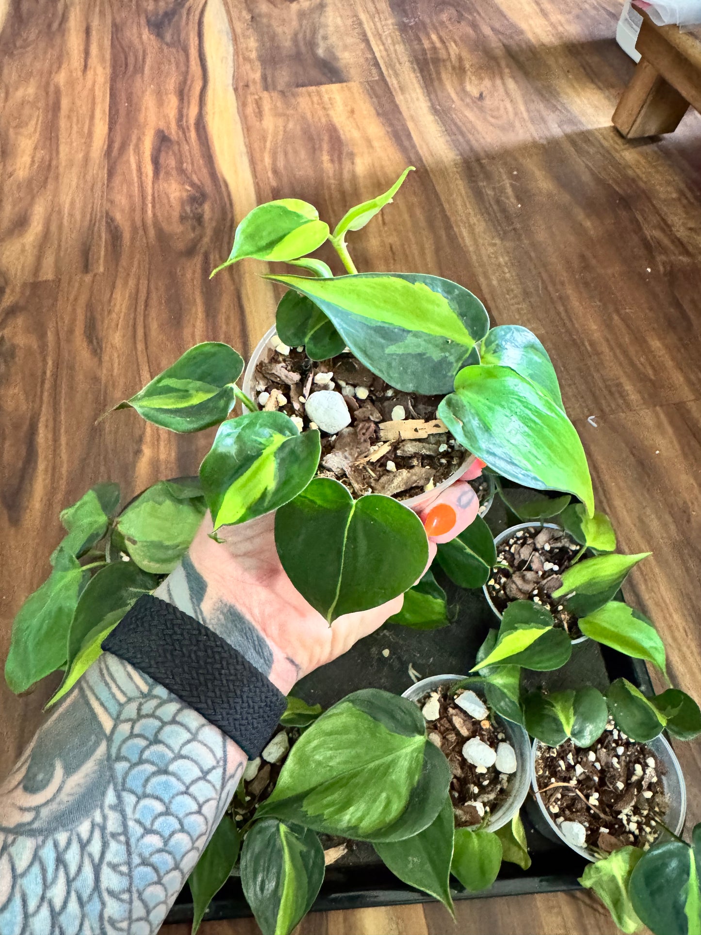 Philodendron Brasil