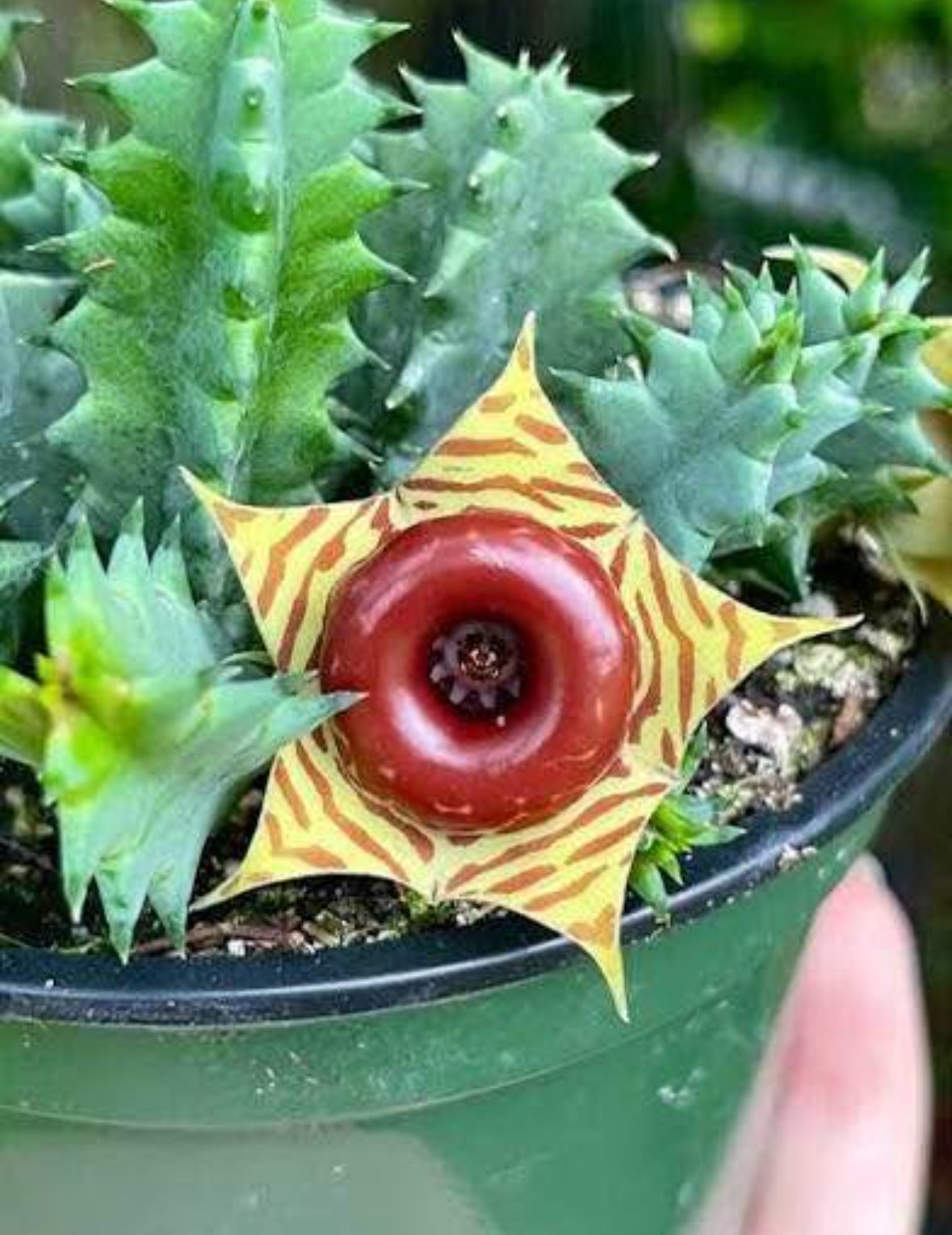 Baby Life Savor Cactus