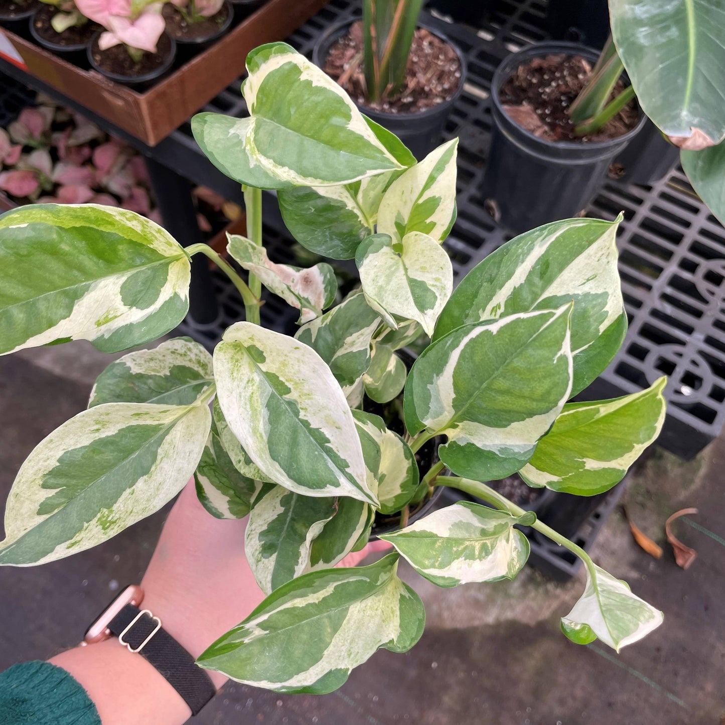 Pearls and Jade Pothos