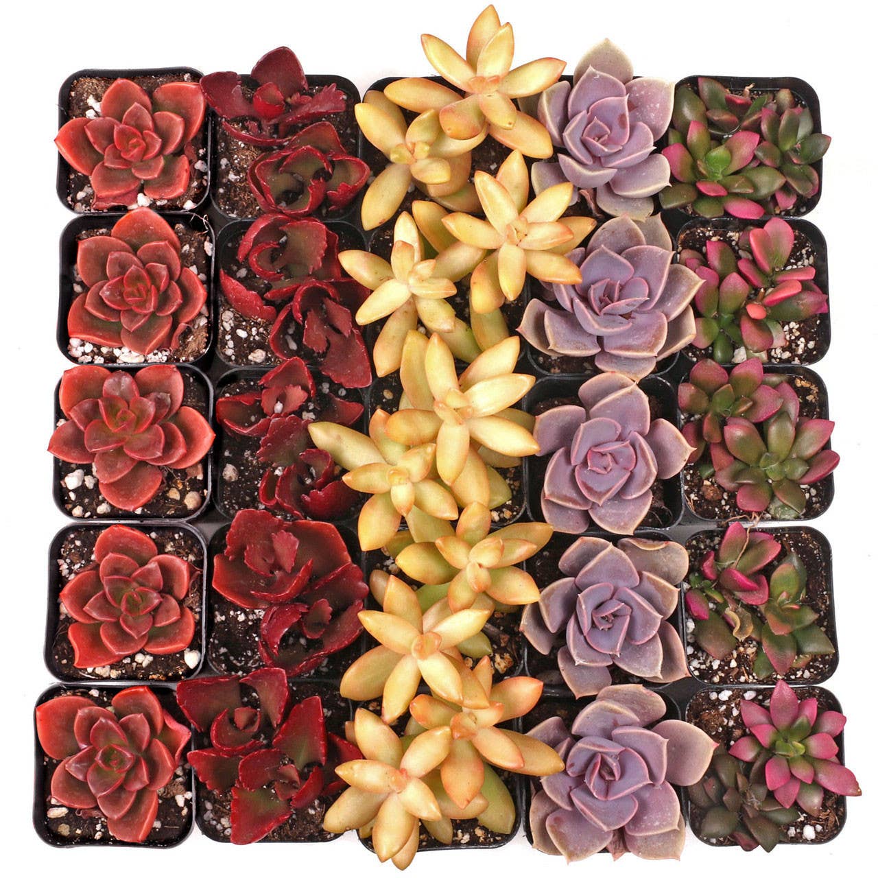 2.5 succulents Nuthin' But Color Succulents 5 Varieties, (2" Pots) – Plantify