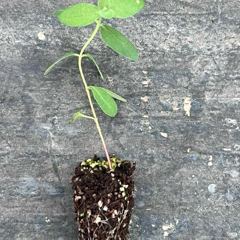 Baby Blue Eucalyptus Seedling Plant ( Starter Plant)