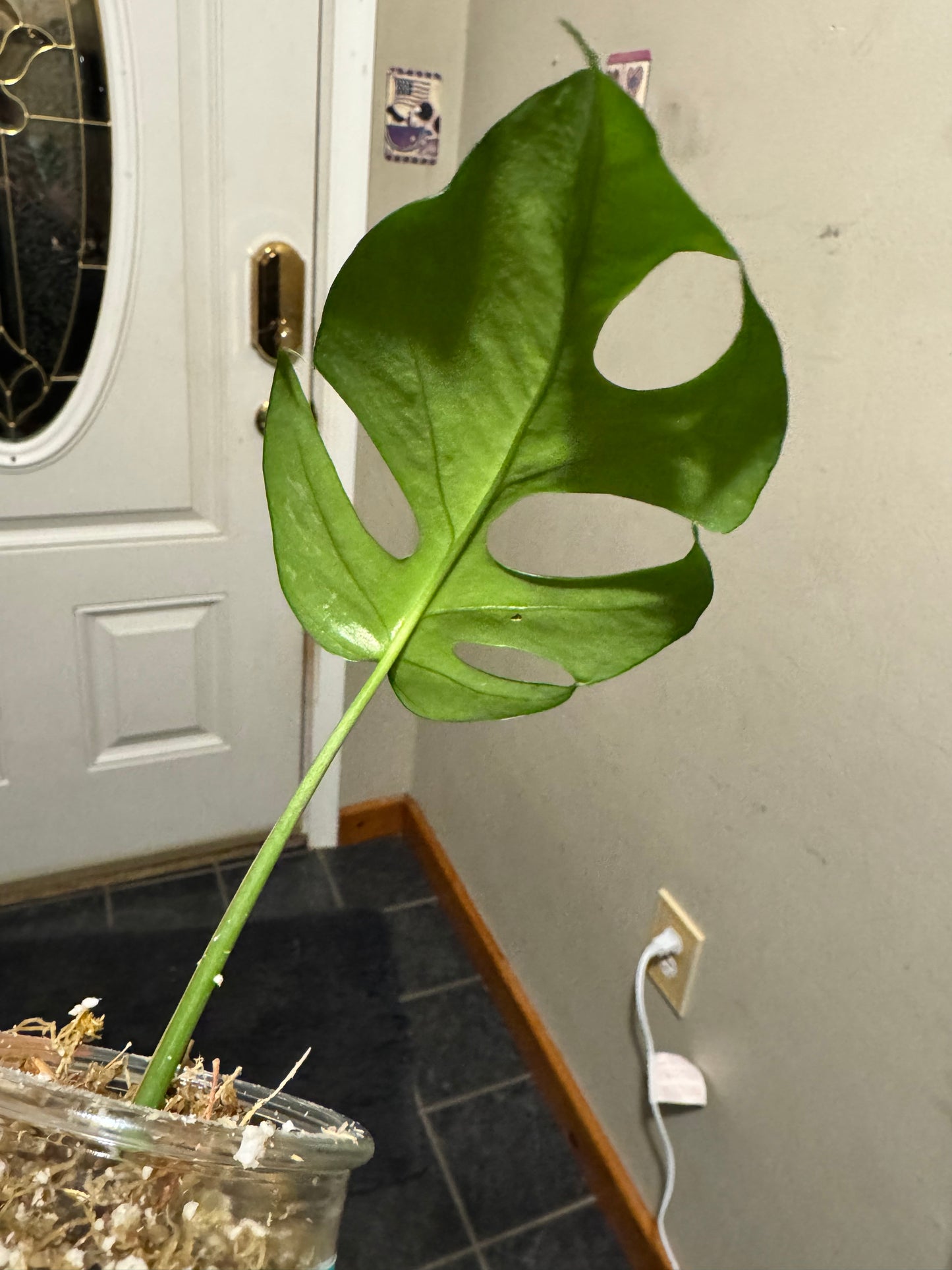 Mini Monstera