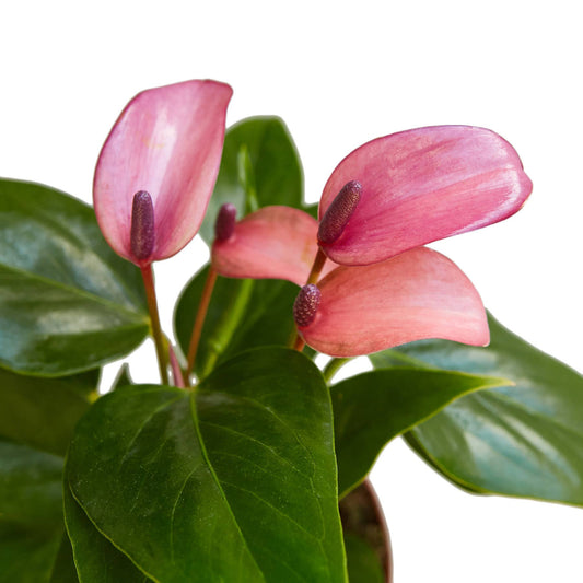 ANTHURIUM PURPLE