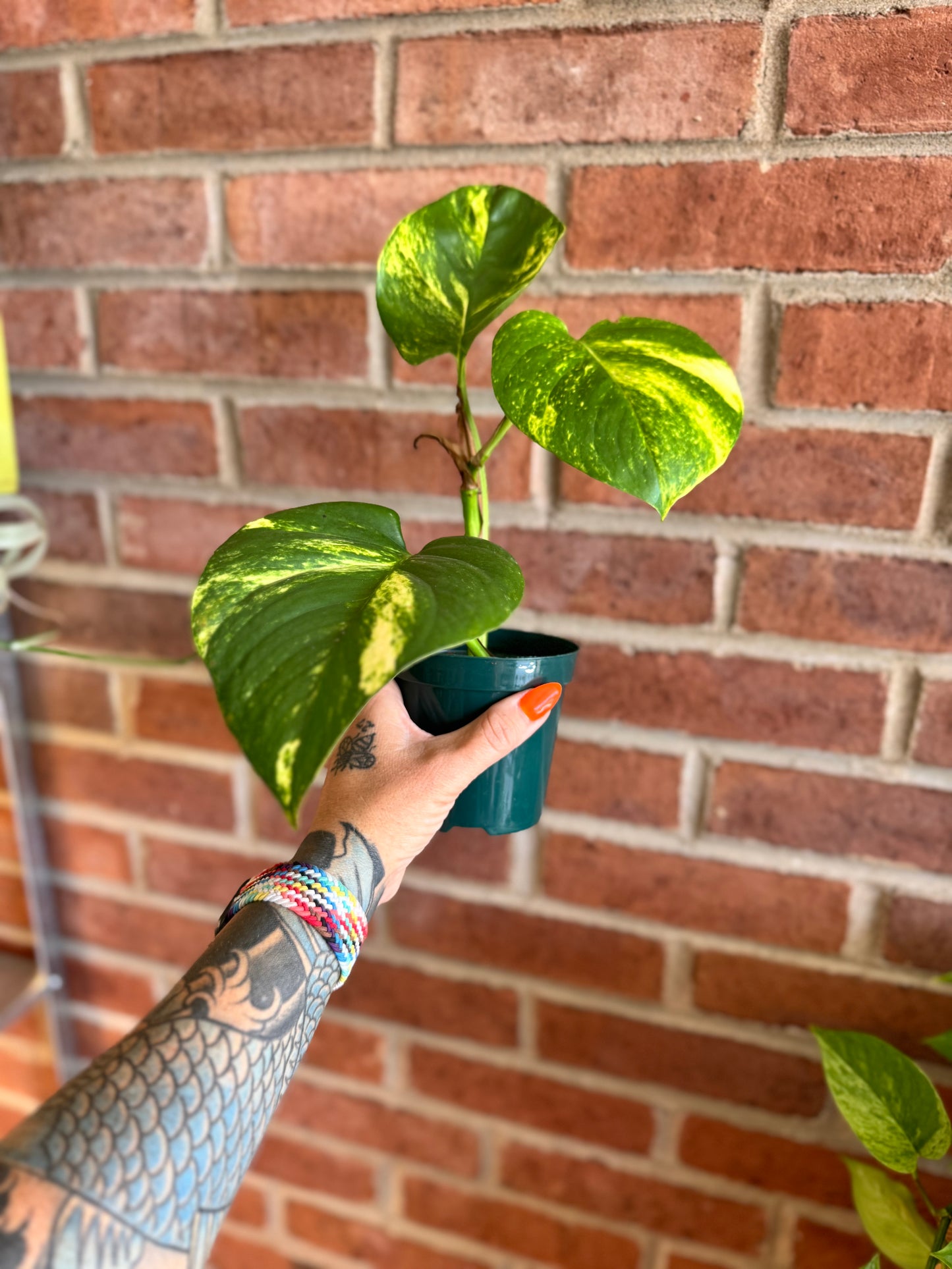 Large Leaf Golden Pothos