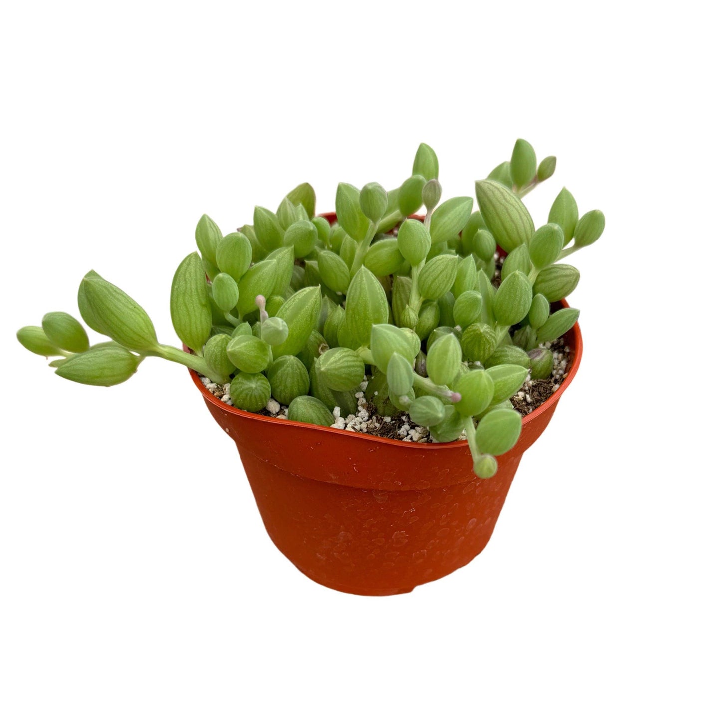 String of Watermelons: 2 inch