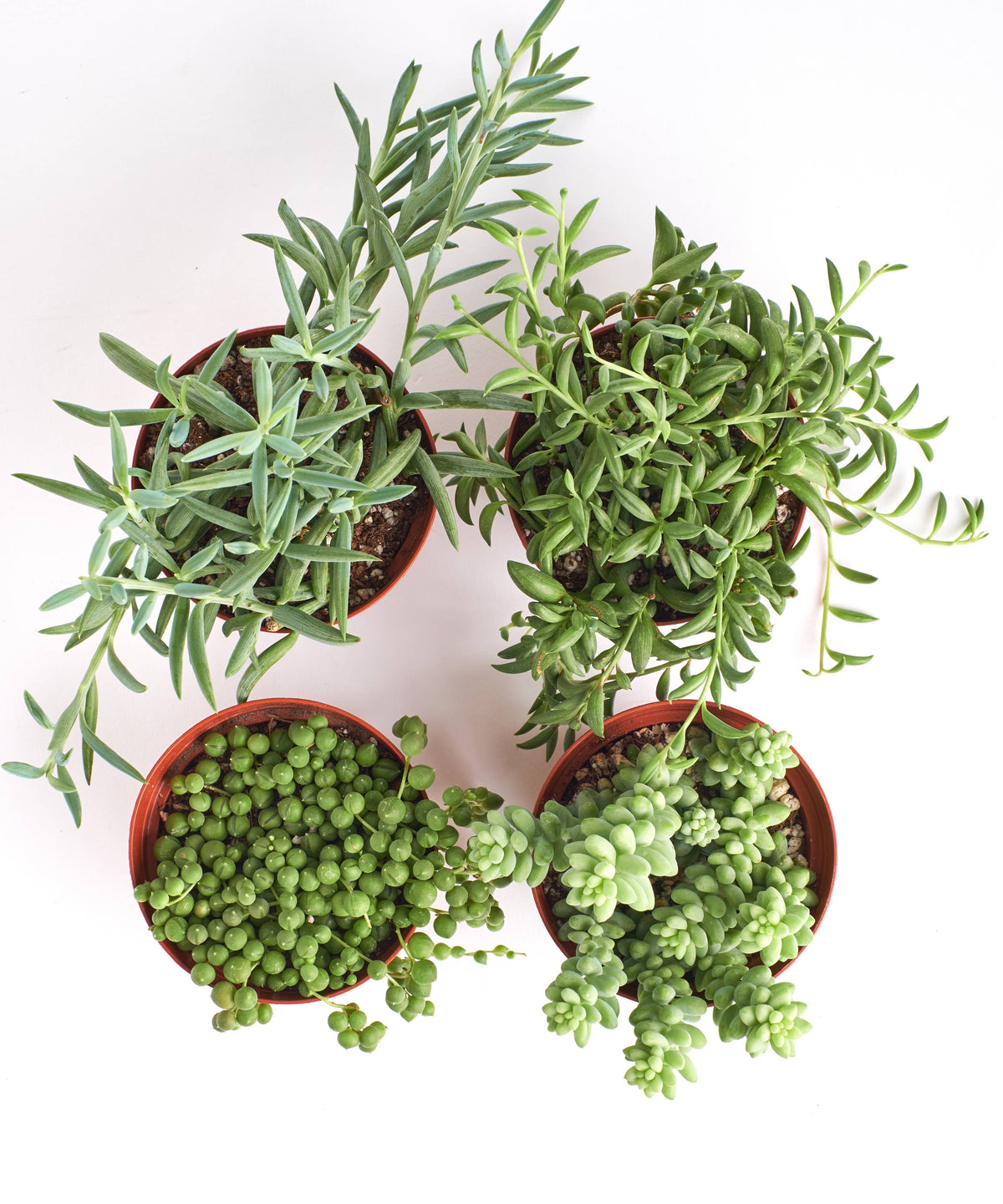 Mixed Hanging Succulent Pack in 4" Grow Pots (Pack of 4)