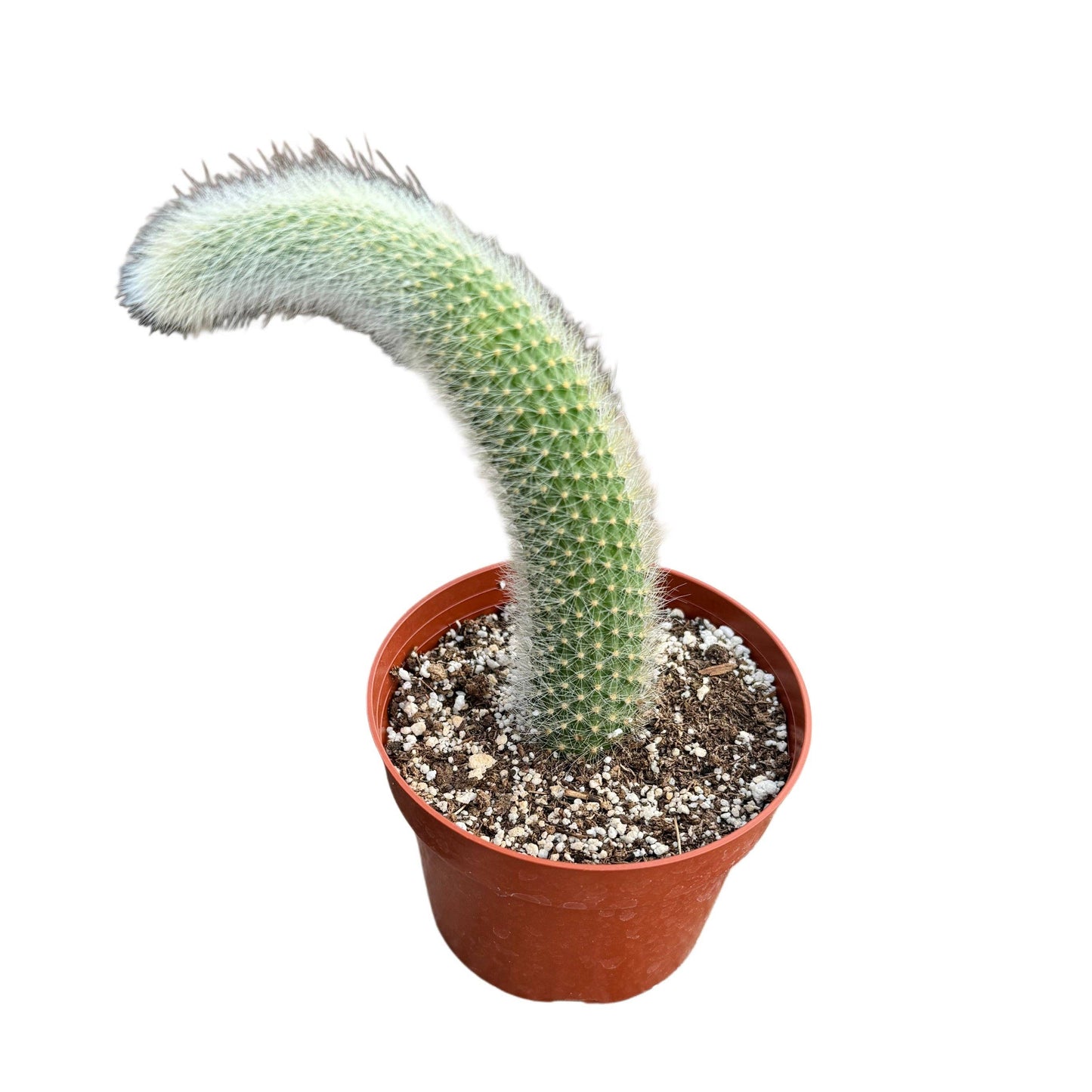 Monkey Tail Cactus