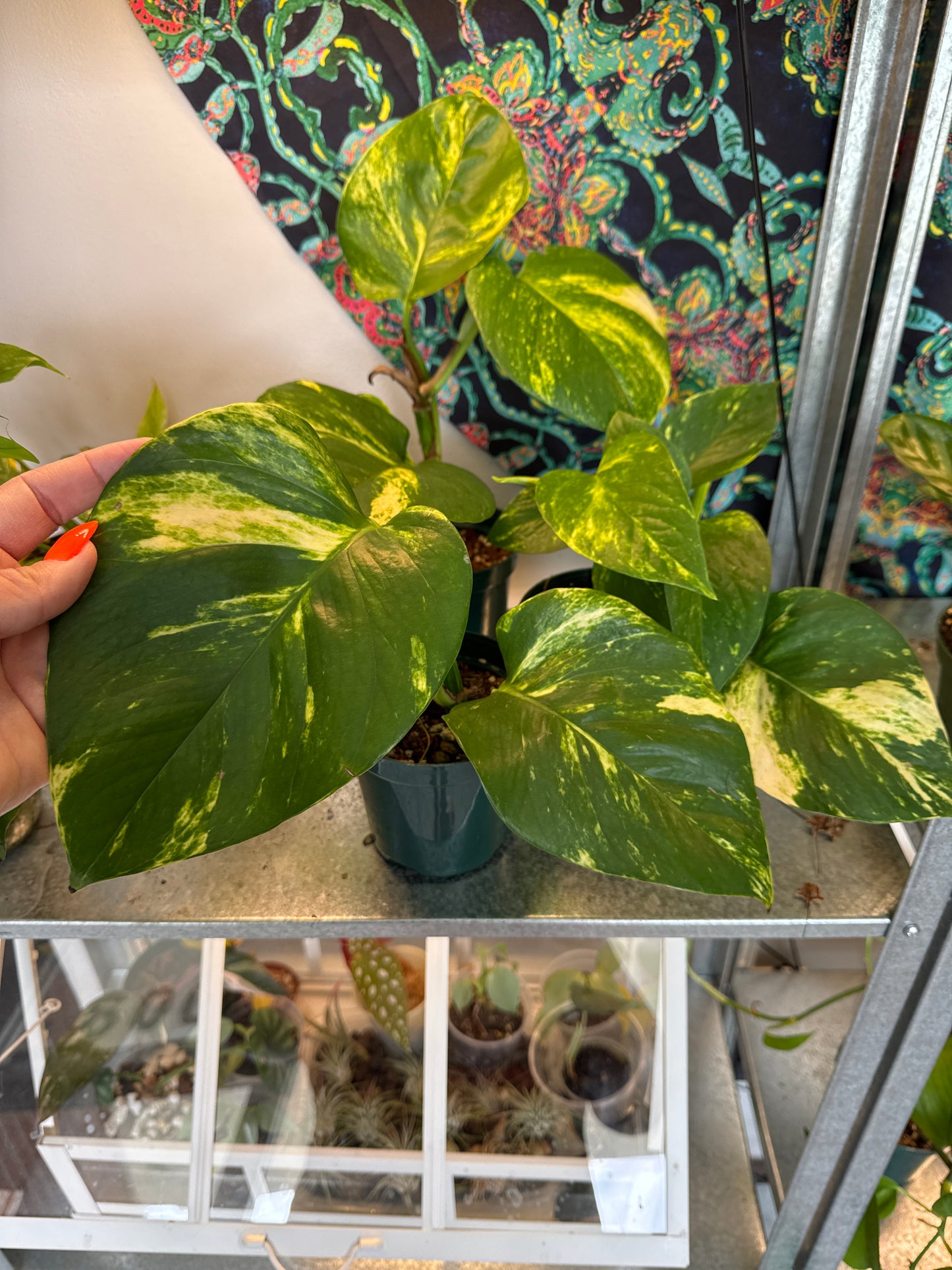 Large Leaf Golden Pothos