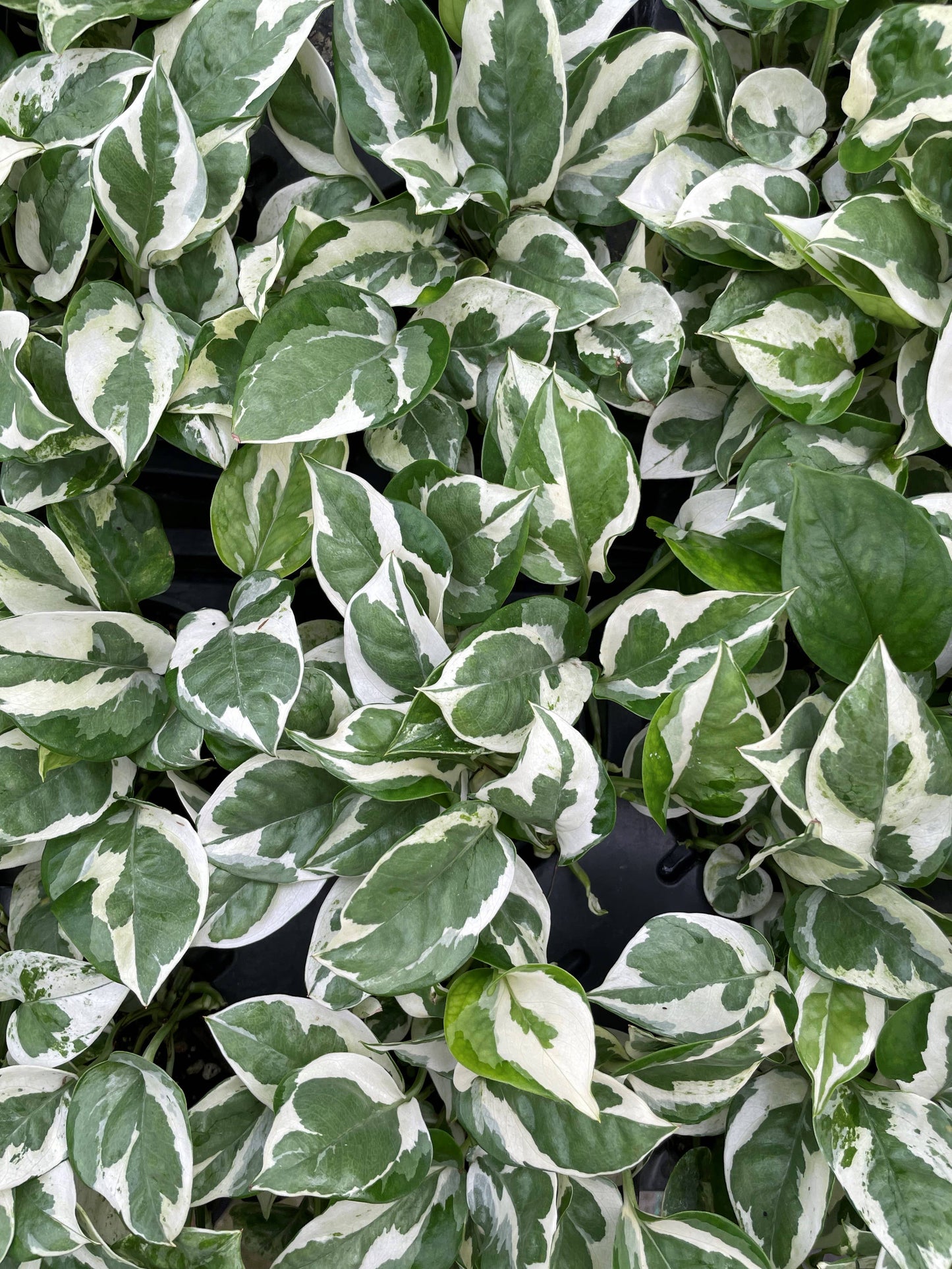 Pearls and Jade Pothos