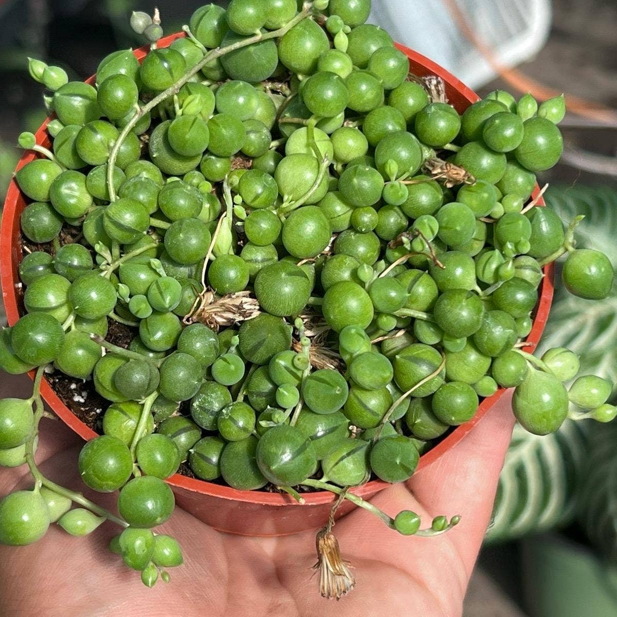 String of Pearls 4 inch pot
