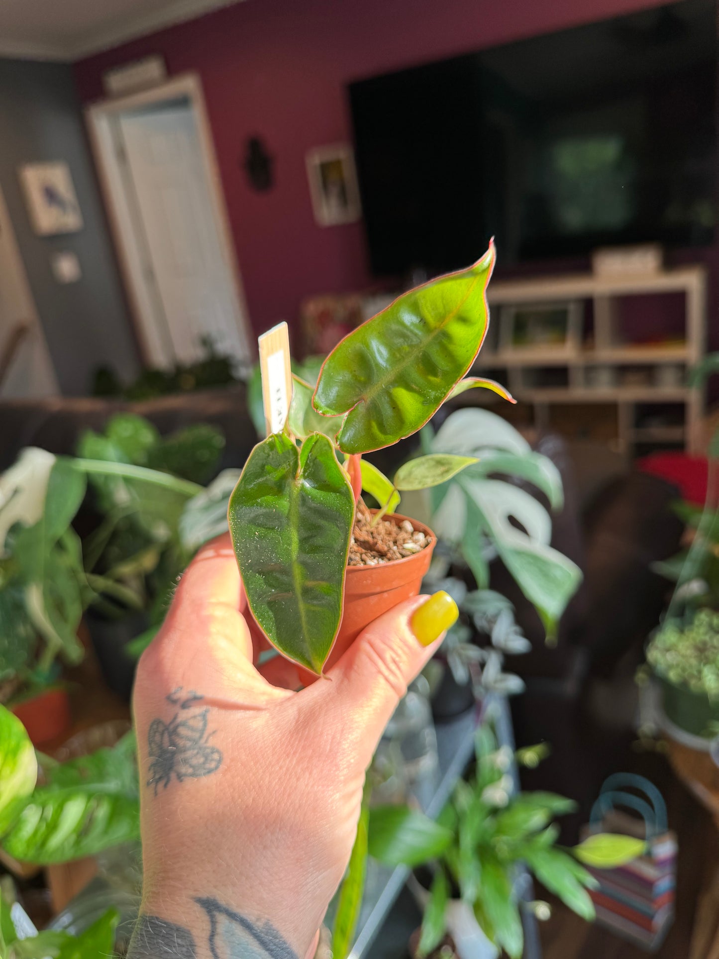 Philodendron Billietiae
