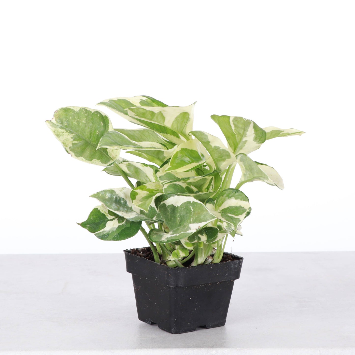 Pearls and Jade Pothos