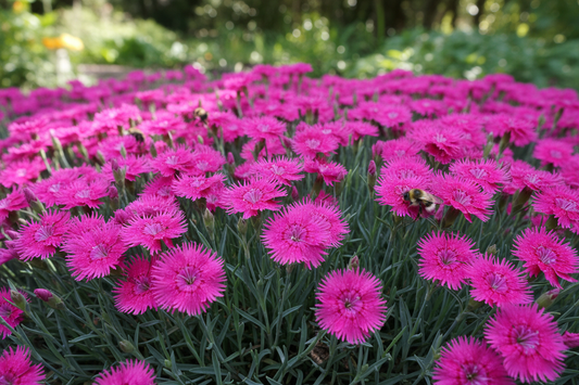 5/10/15/30 Perennial Dianthus Firewitch' Landscape Plants: 5 Dianthus 'Firewitch'