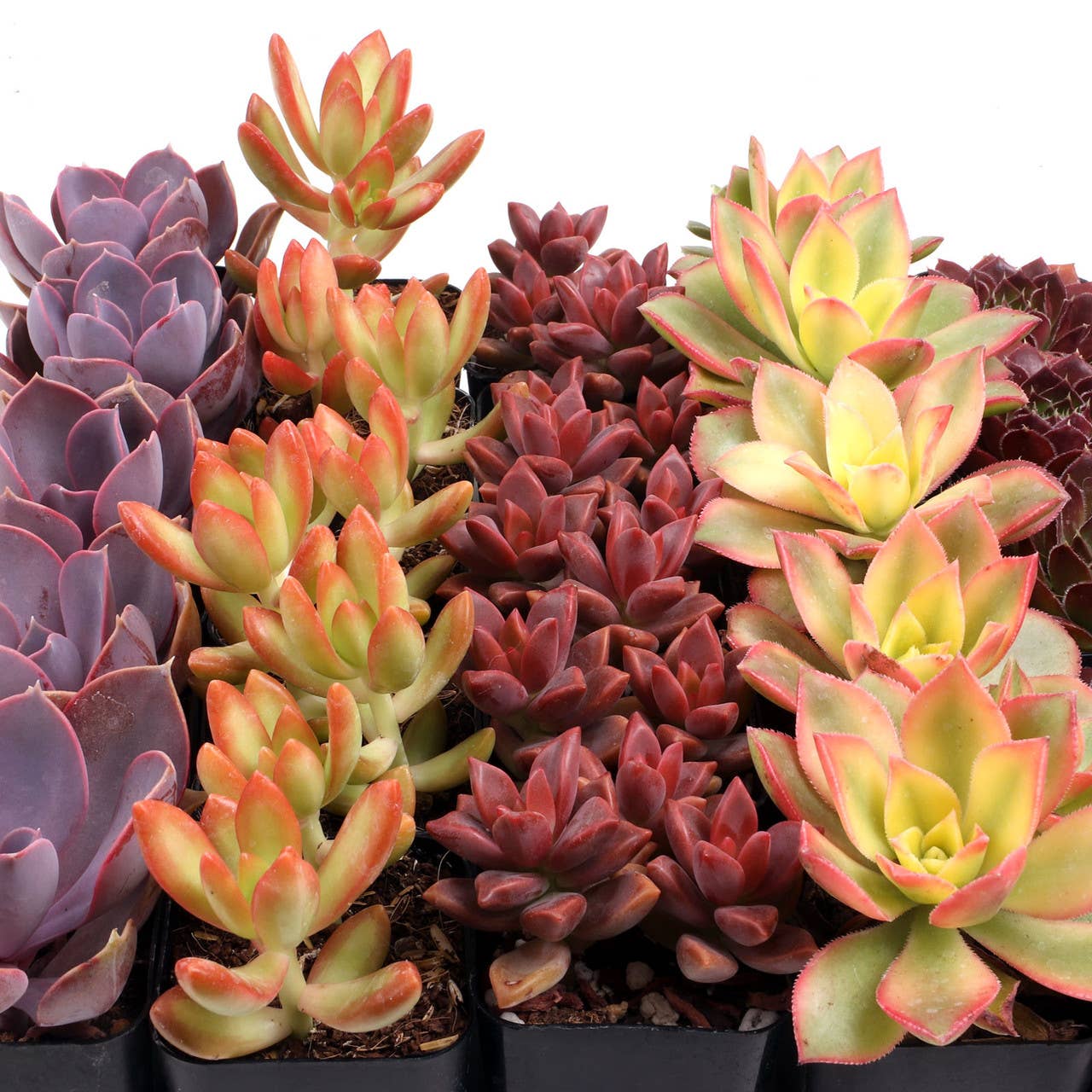 Nuthin' But Color Succulents 5 Varieties, (2" Pots)