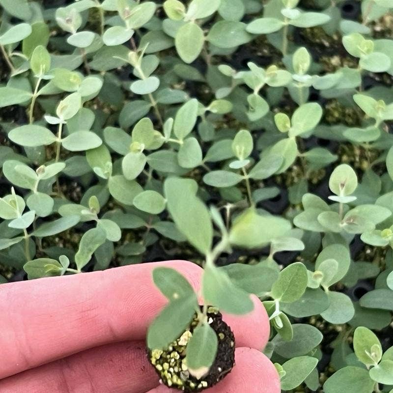 Baby Blue Eucalyptus Seedling Plant ( Starter Plant)