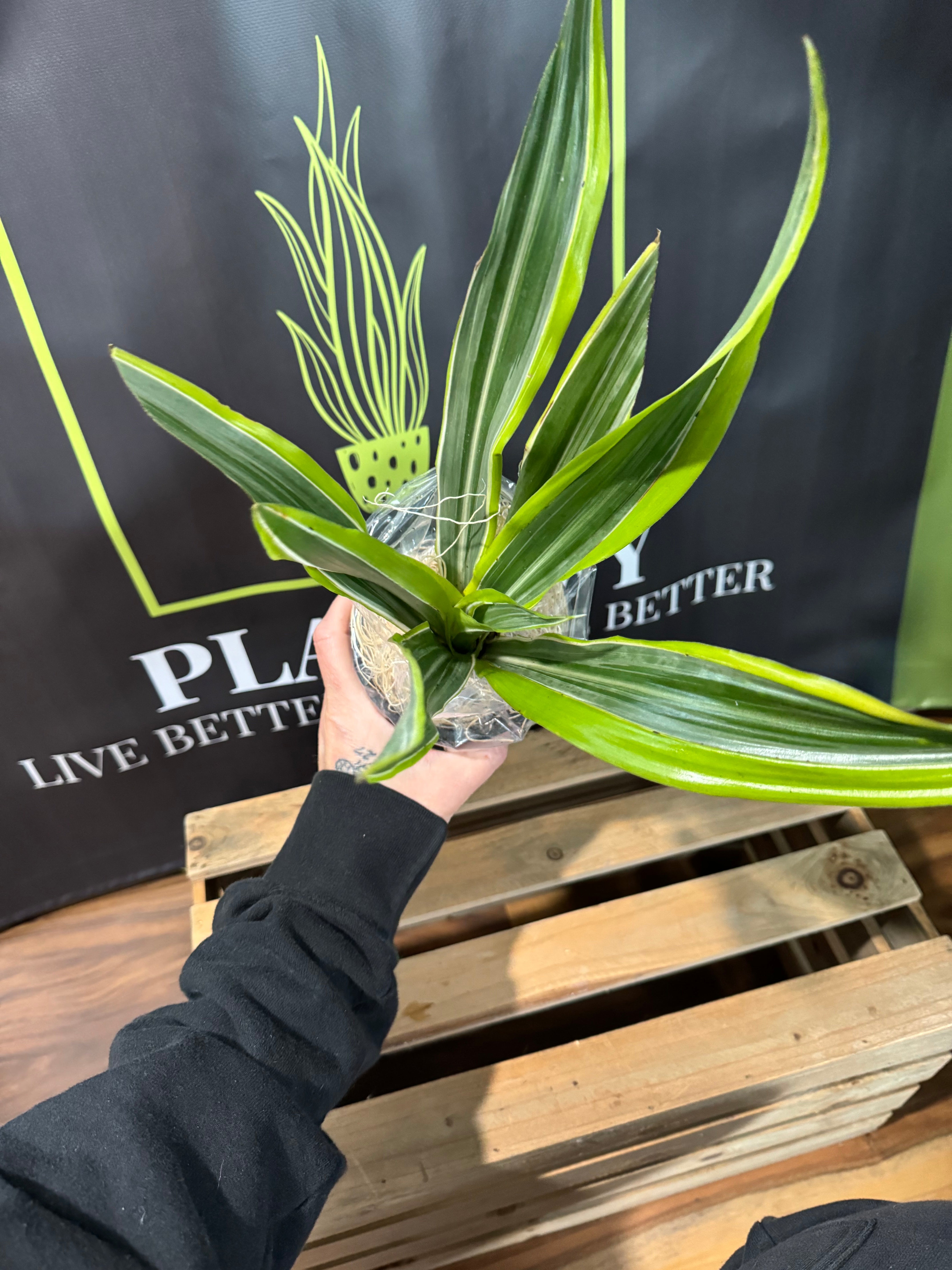 dracaena lemon lime indoor Dracaena lemon lime – Plantify