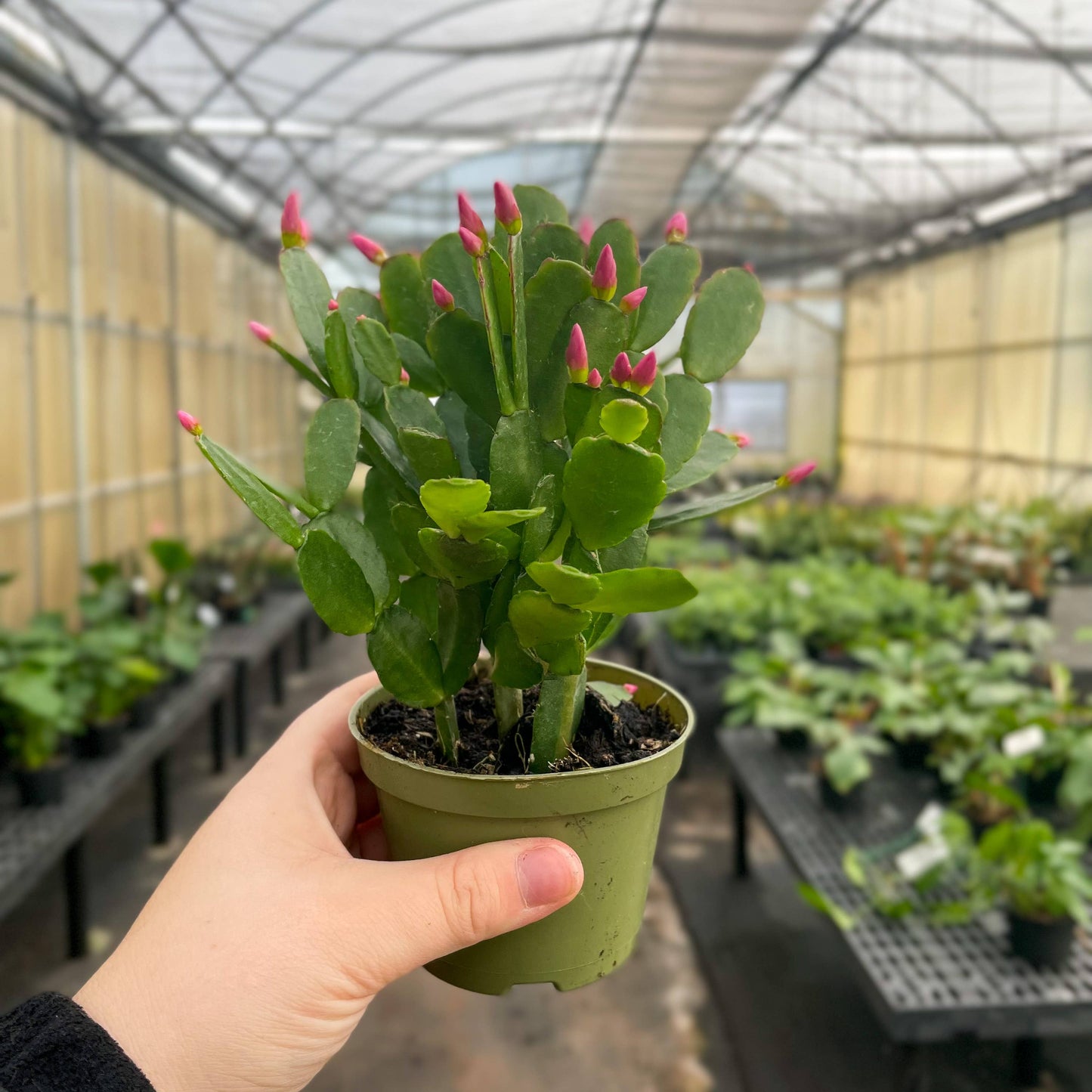 Easter Cactus