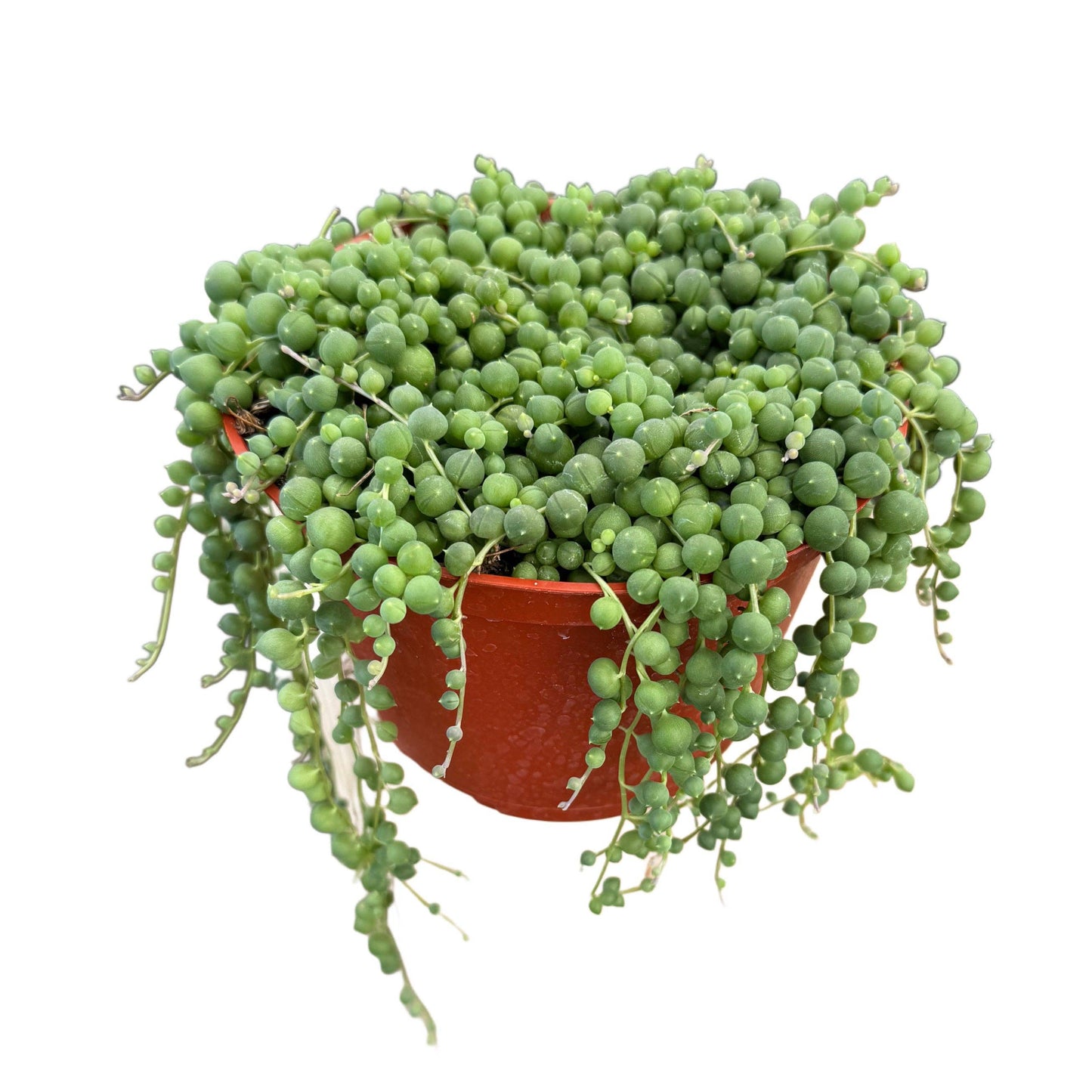 String of Pearls: 4 inch