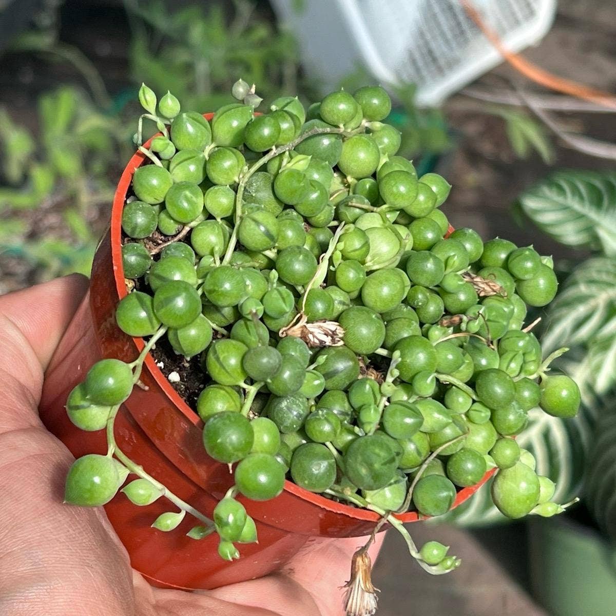 String of Pearls 4 inch pot