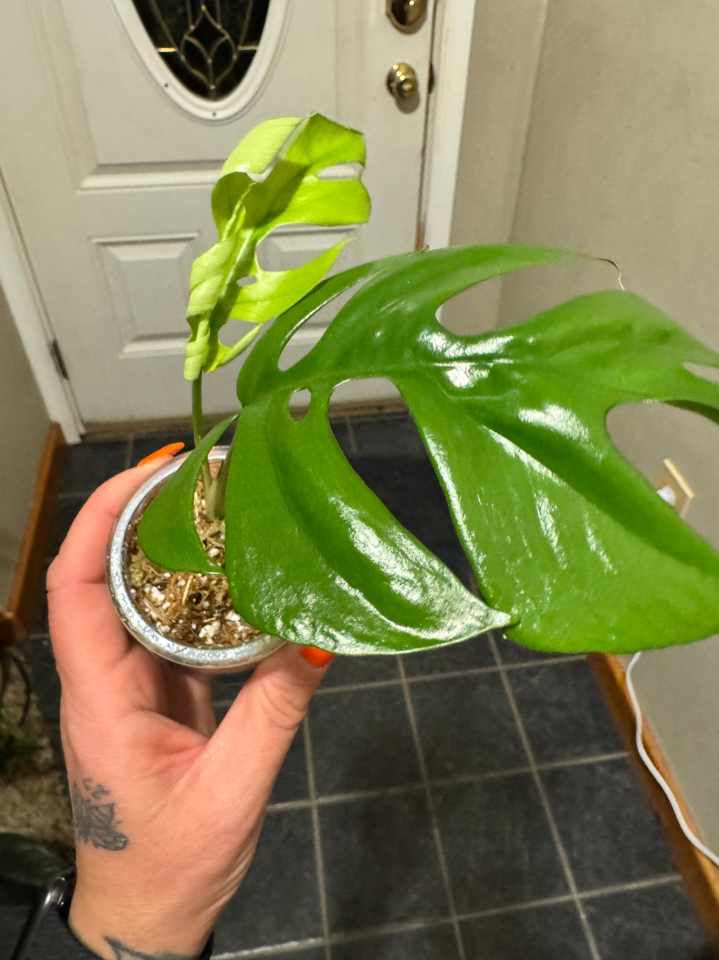 Mini Monstera
