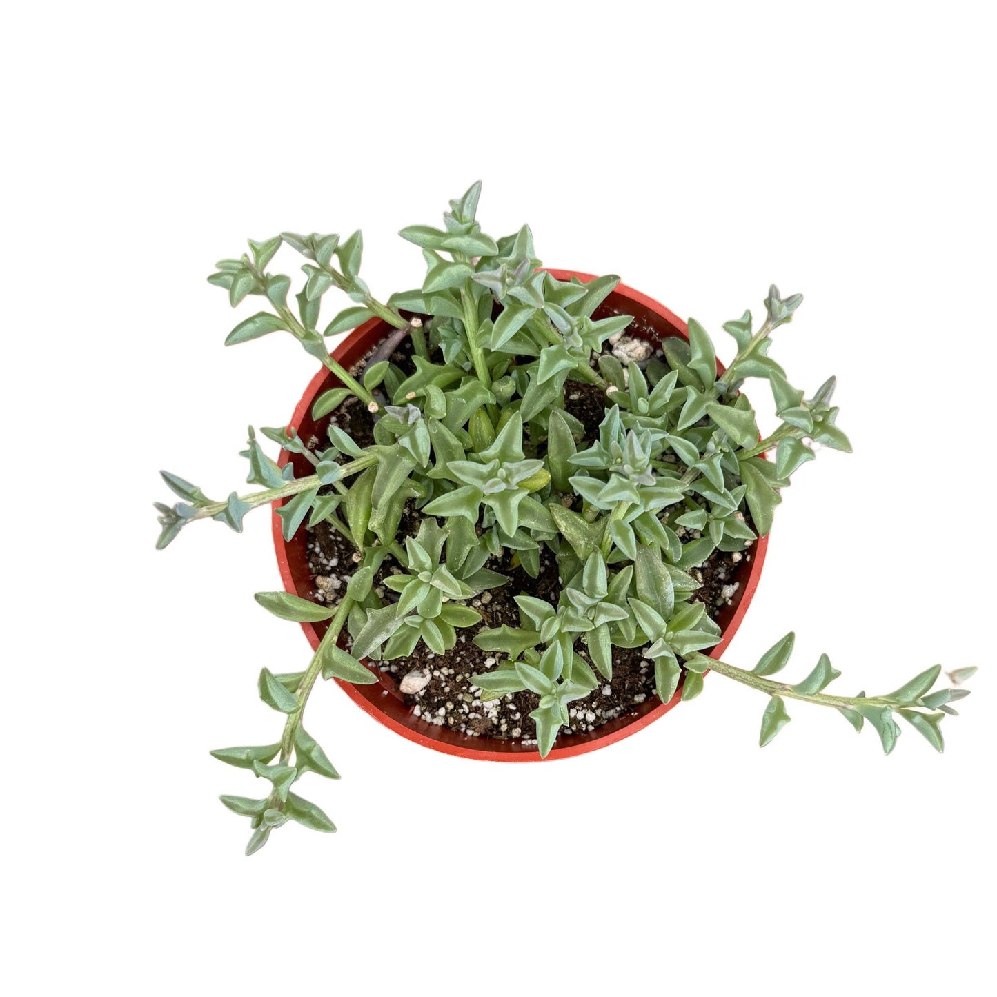 String of Dolphins: 2 inch