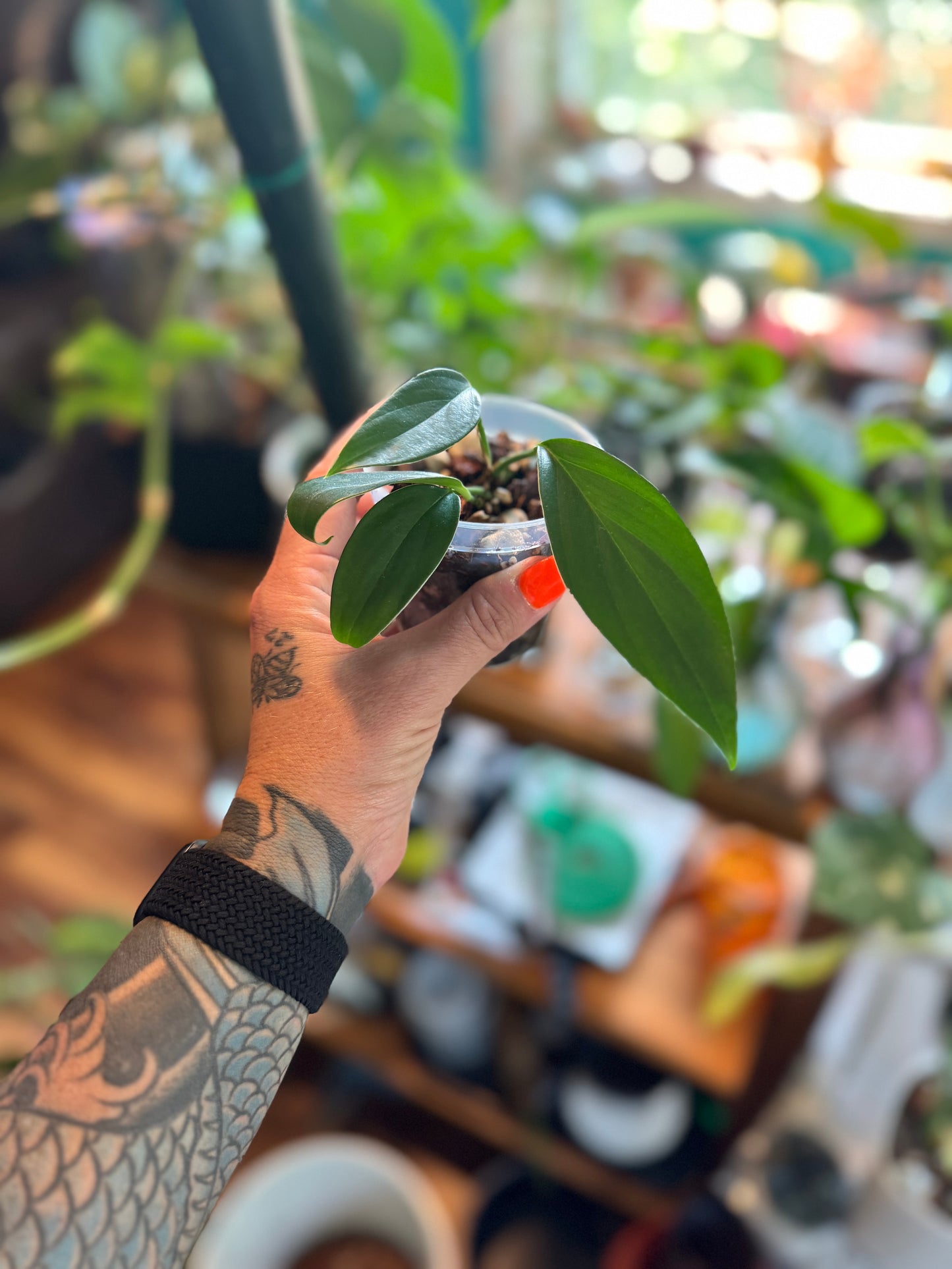 Baby Dragon tail philodendron
