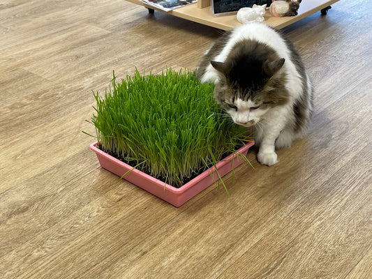 10” x10” Cat Grass Garden Tray/ organic seed: Green