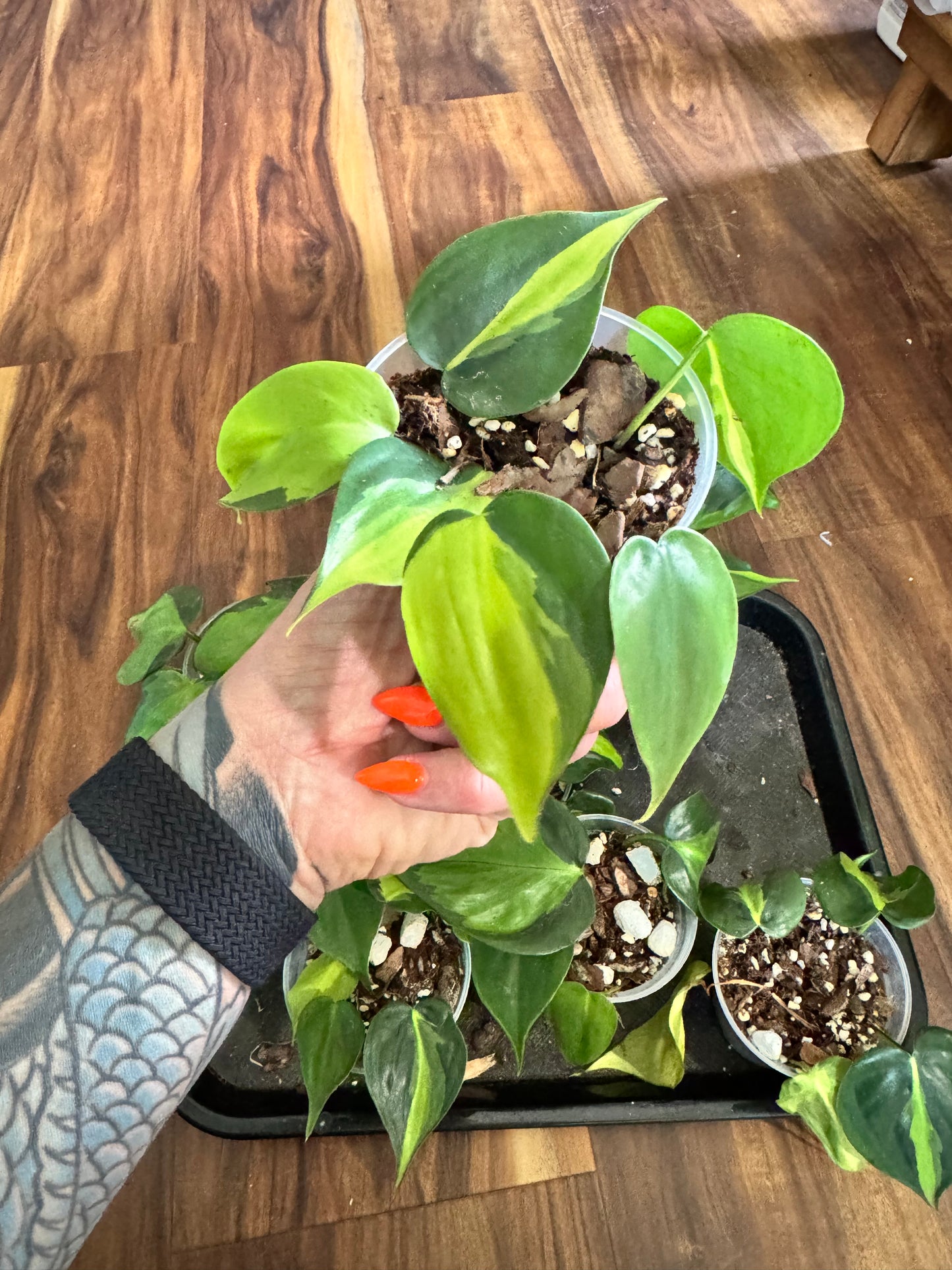 Philodendron Brasil