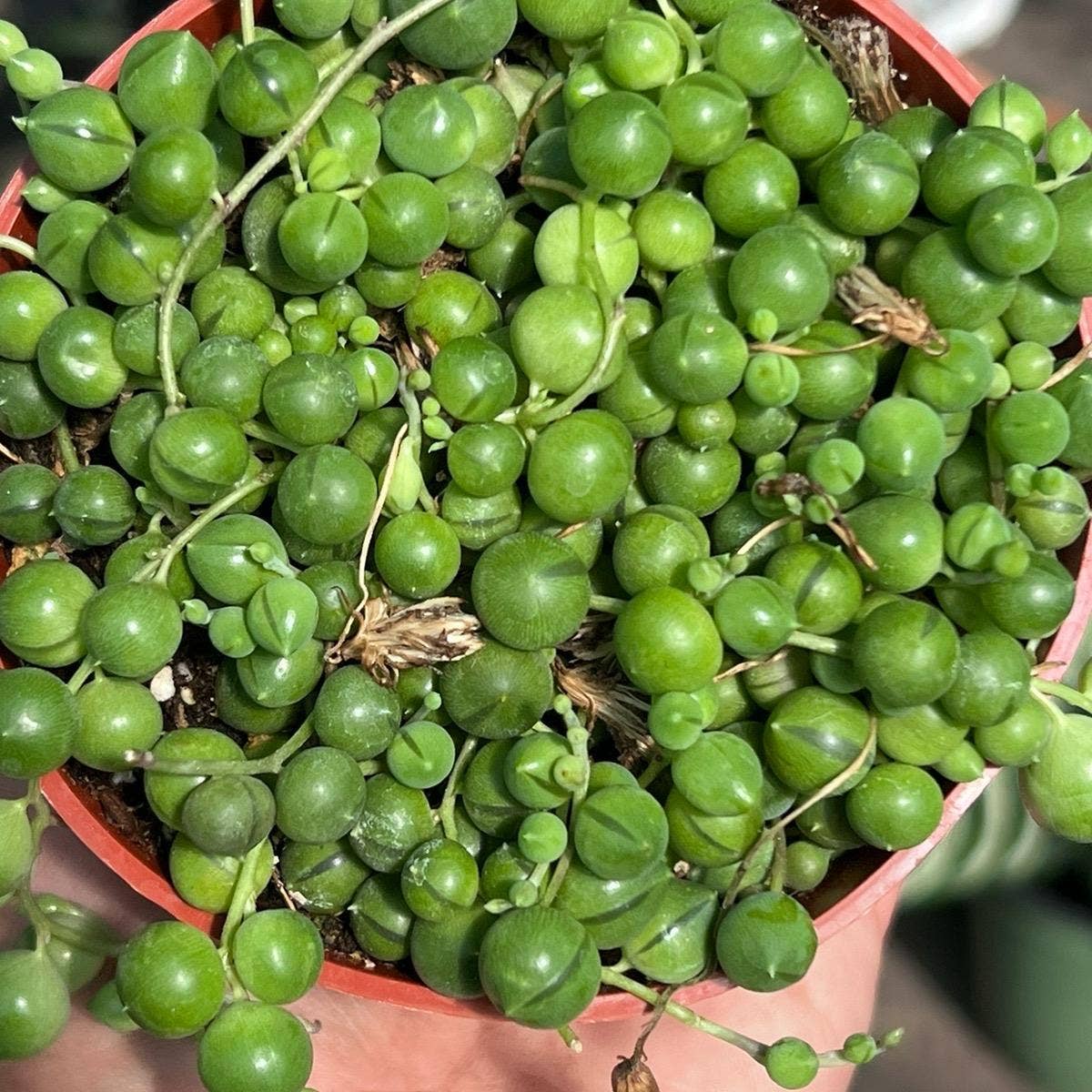 String of Pearls 4 inch pot