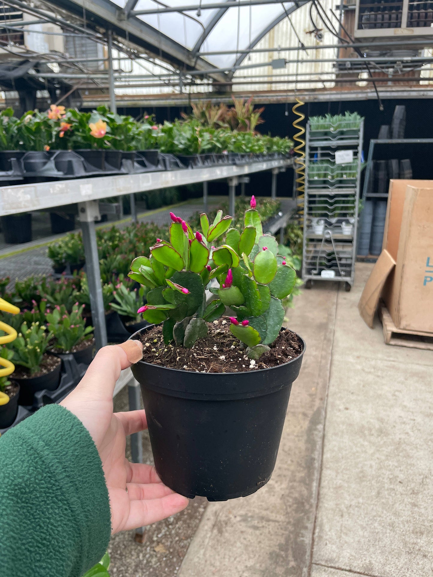 Easter Cactus