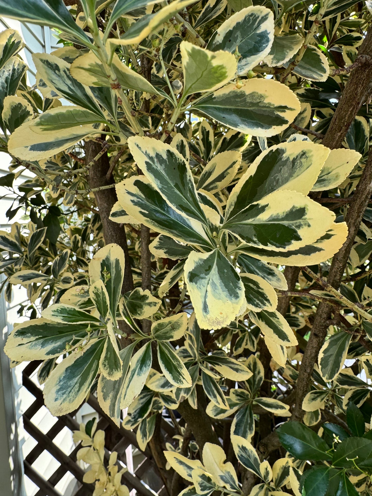 Variegated Japanese Euonymus