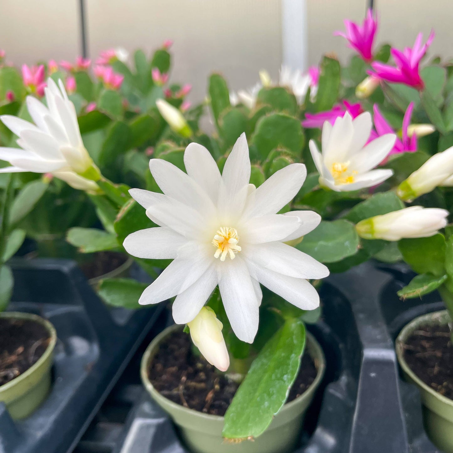 Easter Cactus