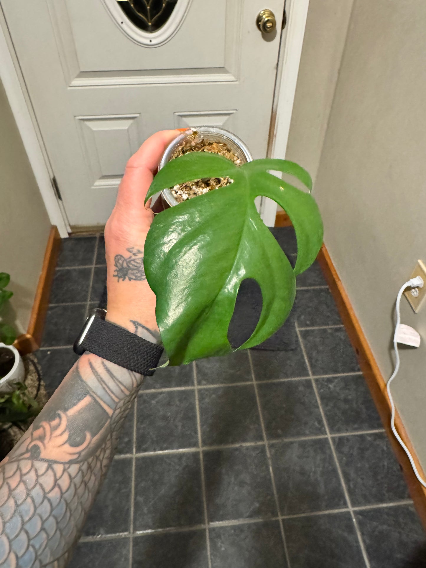 Mini Monstera