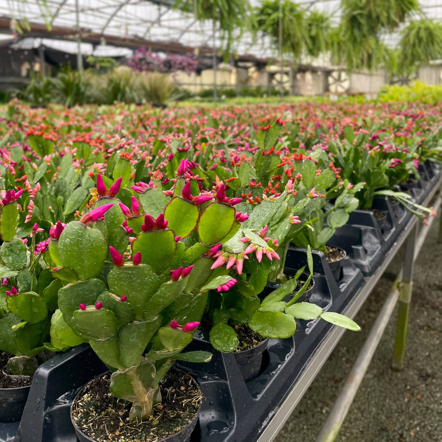 Easter Cactus