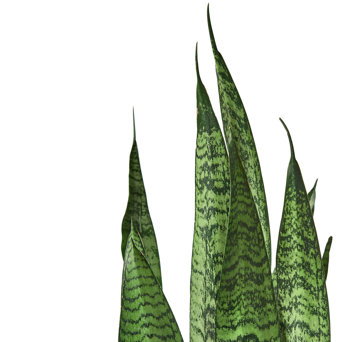 SNAKE ZEYLANICA 6-inch