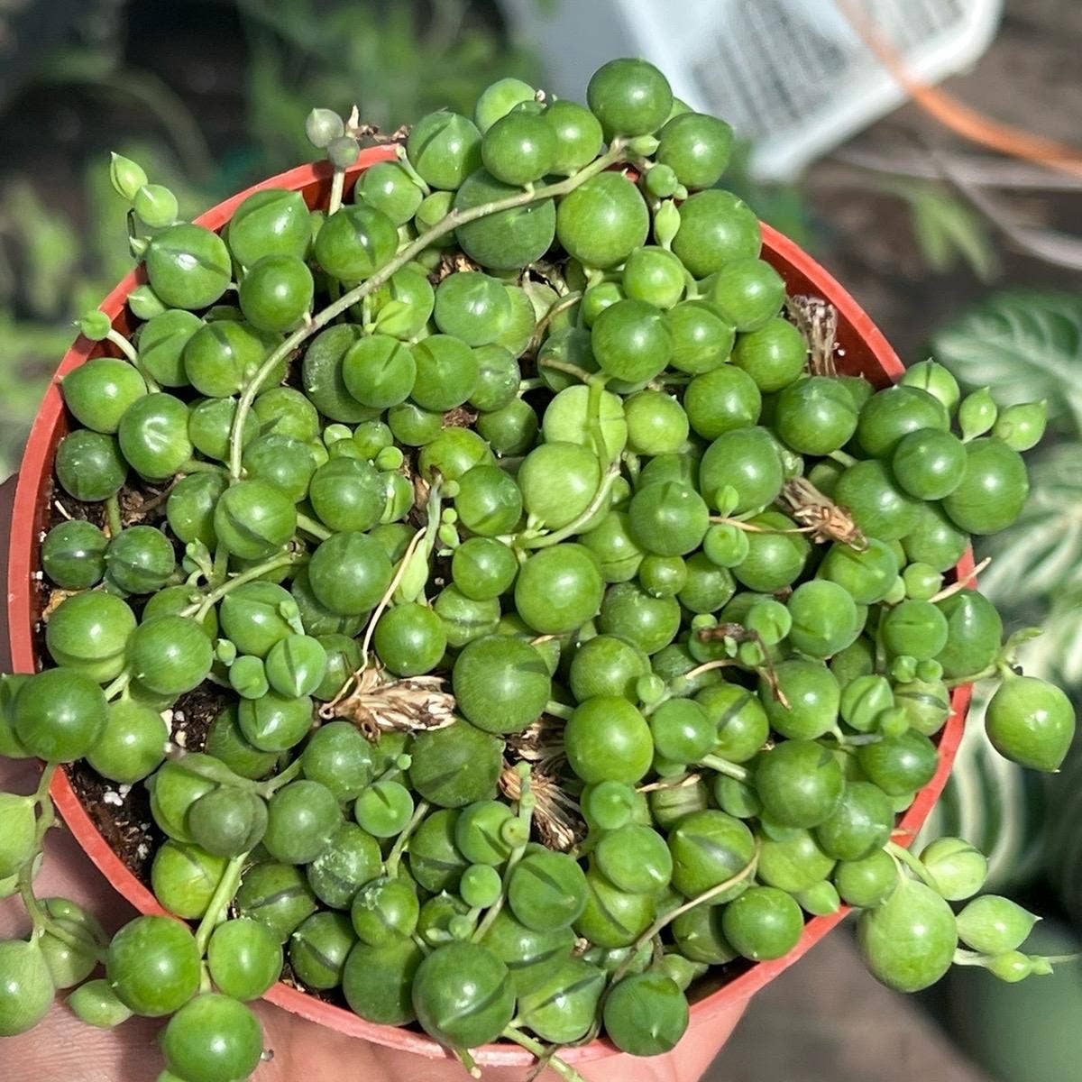 String of Pearls 4 inch pot