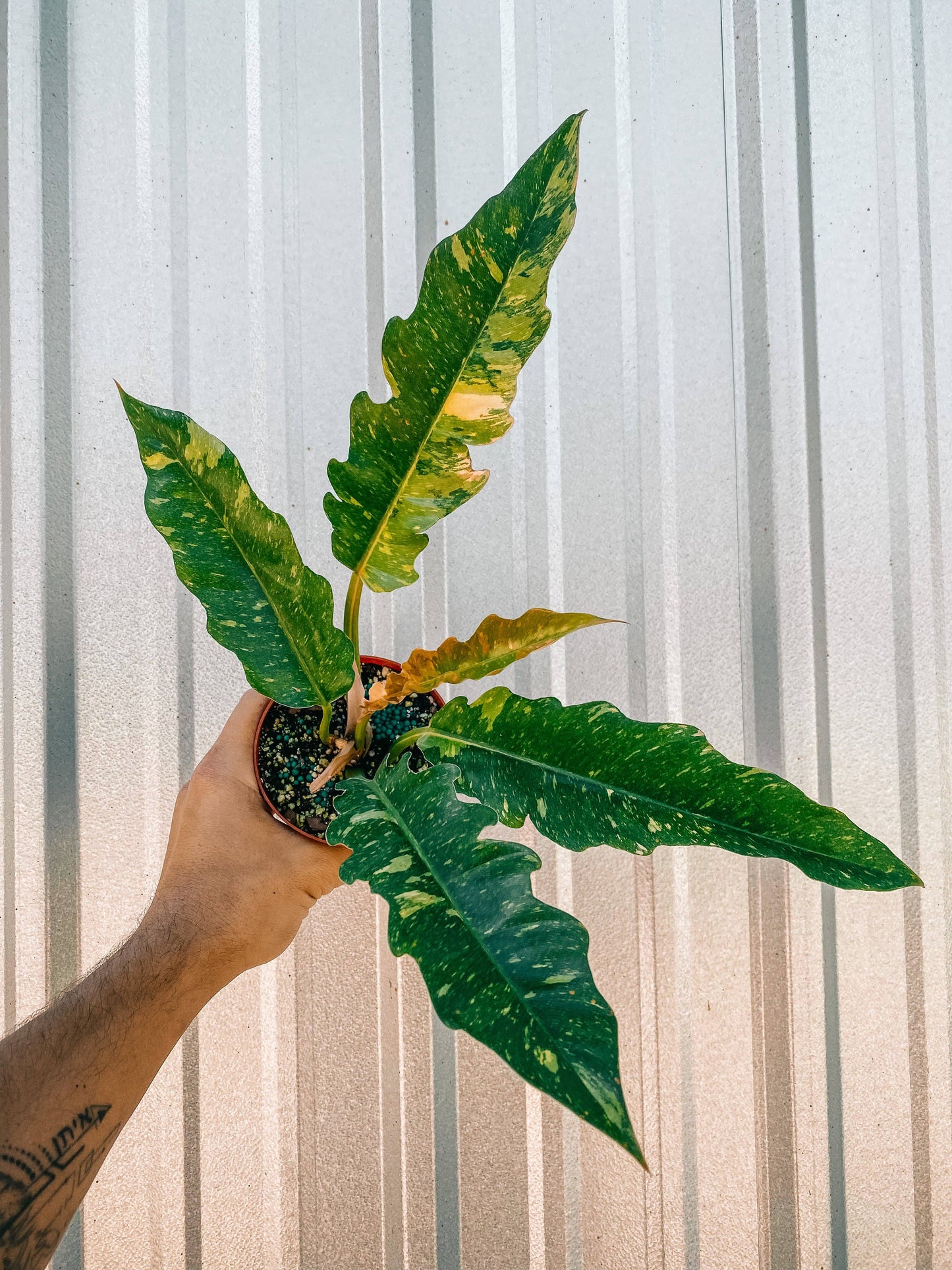 4" Philodendron 'Ring of Fire'