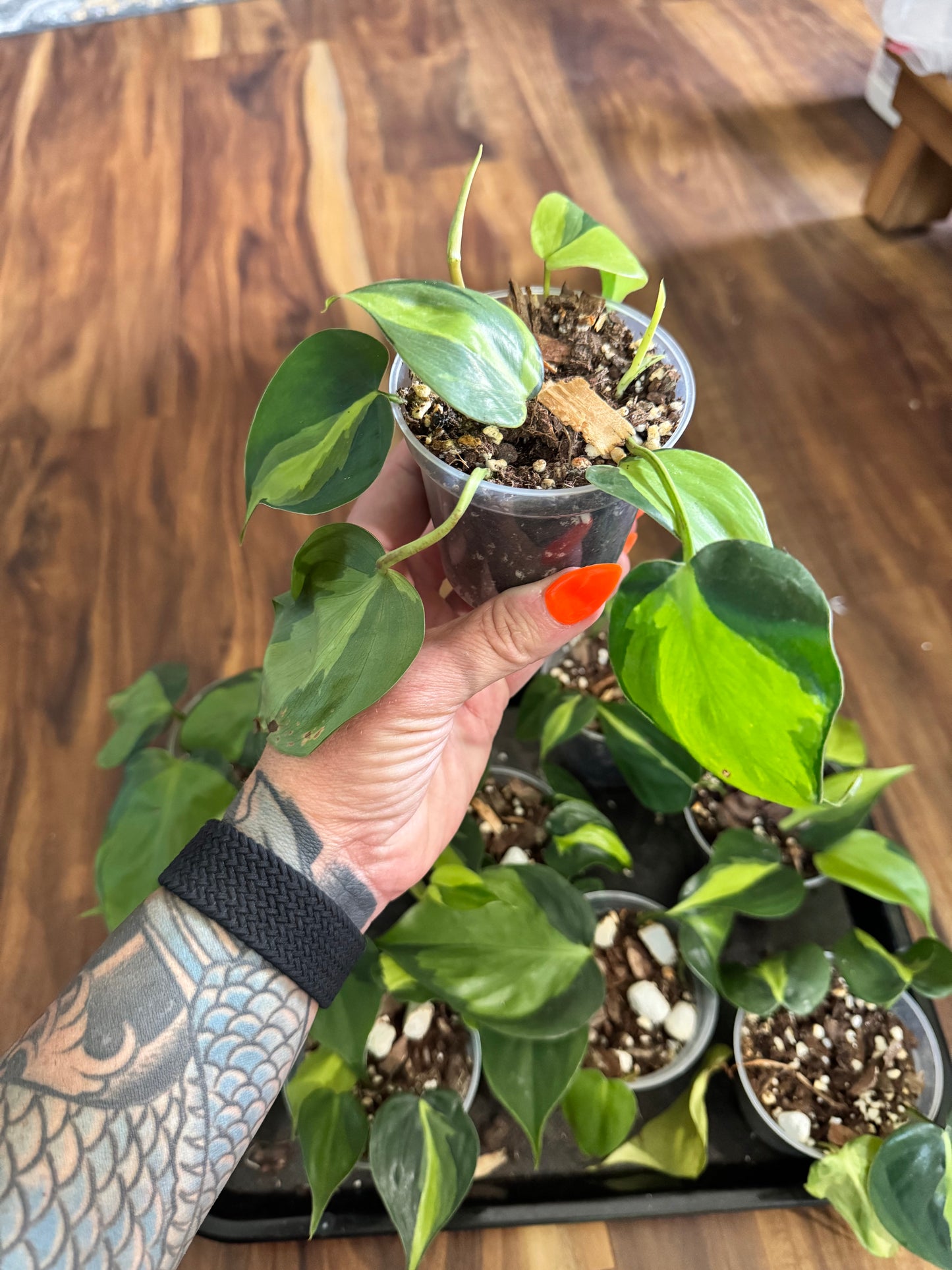 Philodendron Brasil