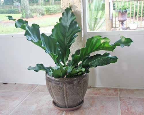 Anthurium Plowmanii Starter: Yes. Please pot them in a 3 inch pot.