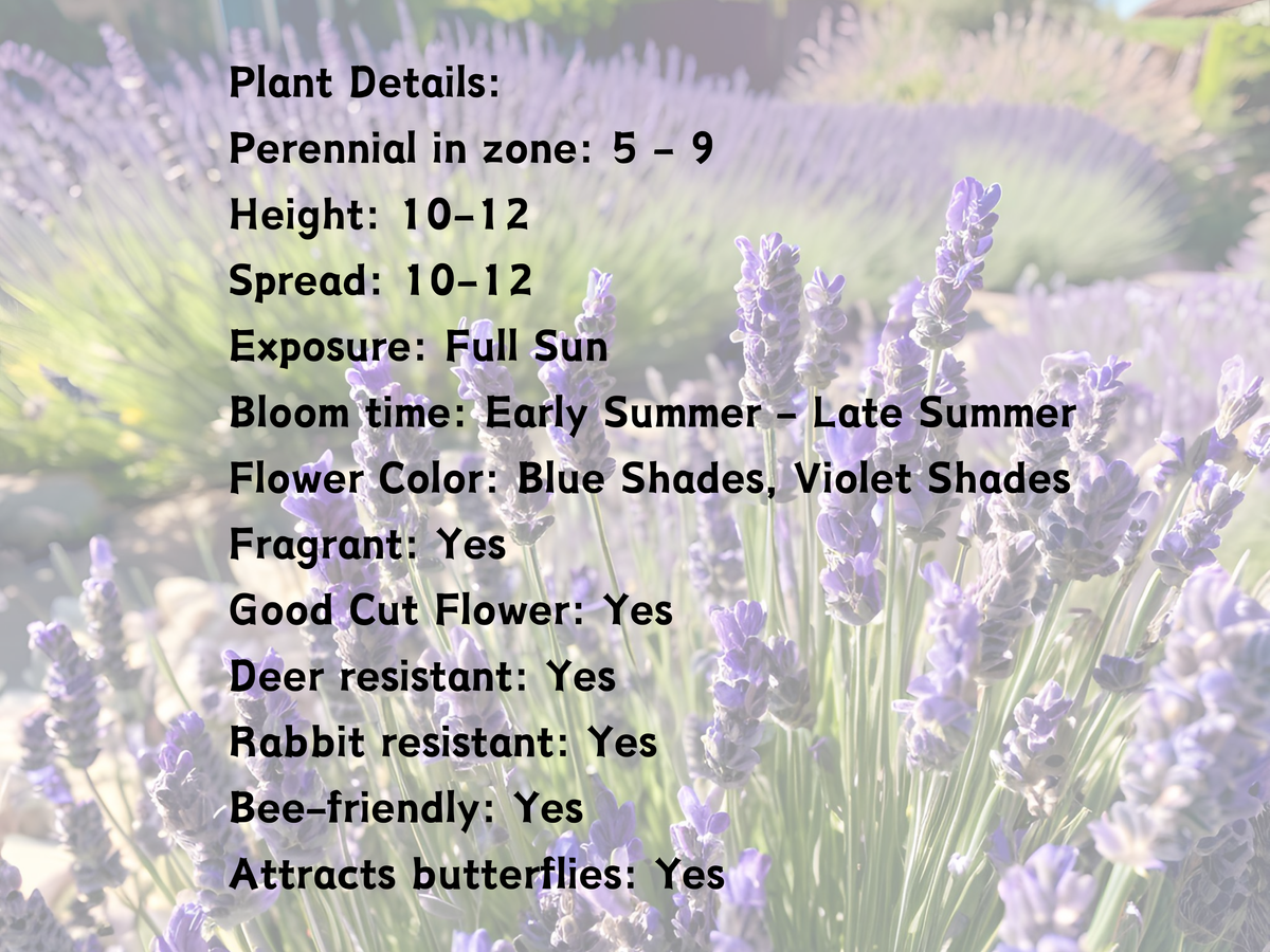 10/15/30 Perennial Lavender 'Super Blue' Landscape Herbs: 5 Lavender 'SuperBlue'