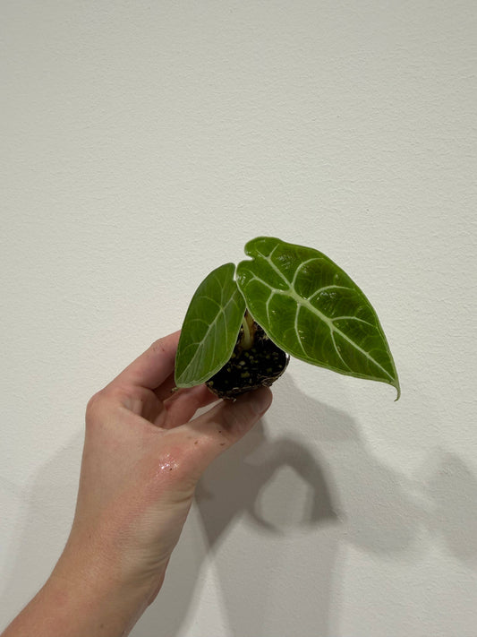 Alocasia Watsoniana : Yes. Please pot them in a 3 inch pot.