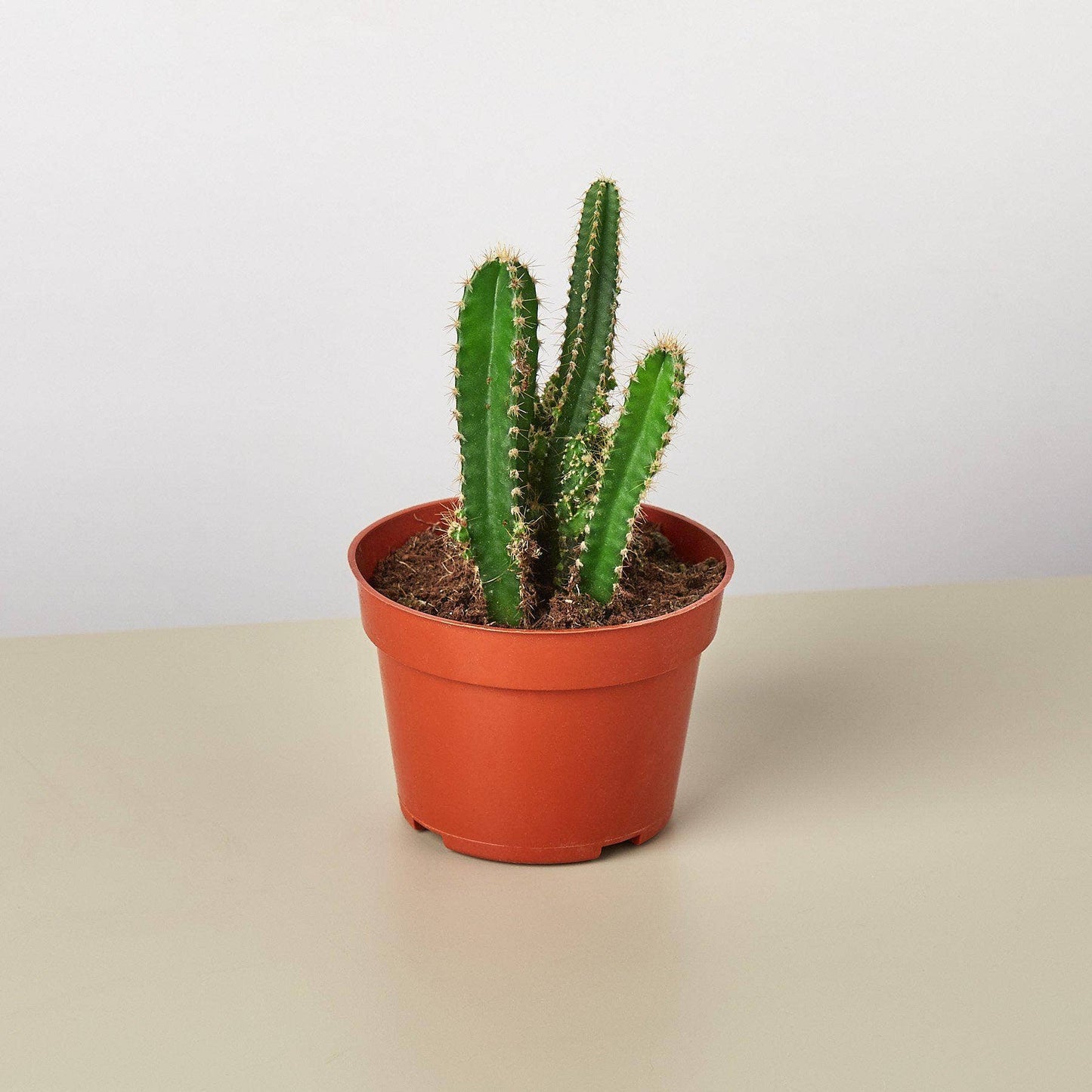 SUCCULENT FAIRY CASTLE CACTUS 4-inch