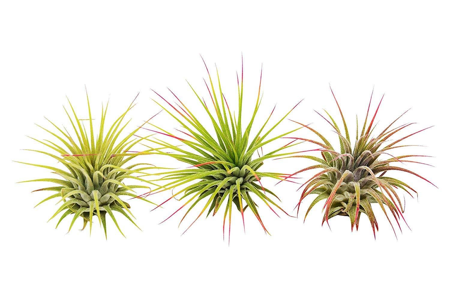 Ionantha Guatemala Air Plants Blooms – Plantify