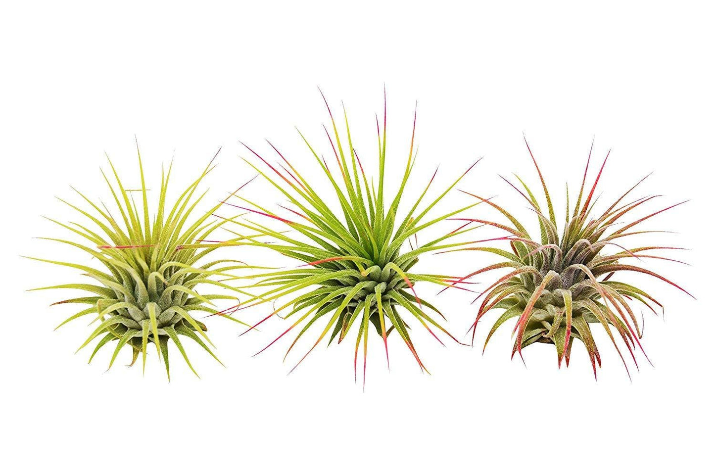 Ionantha Guatemala Air Plants Blooms