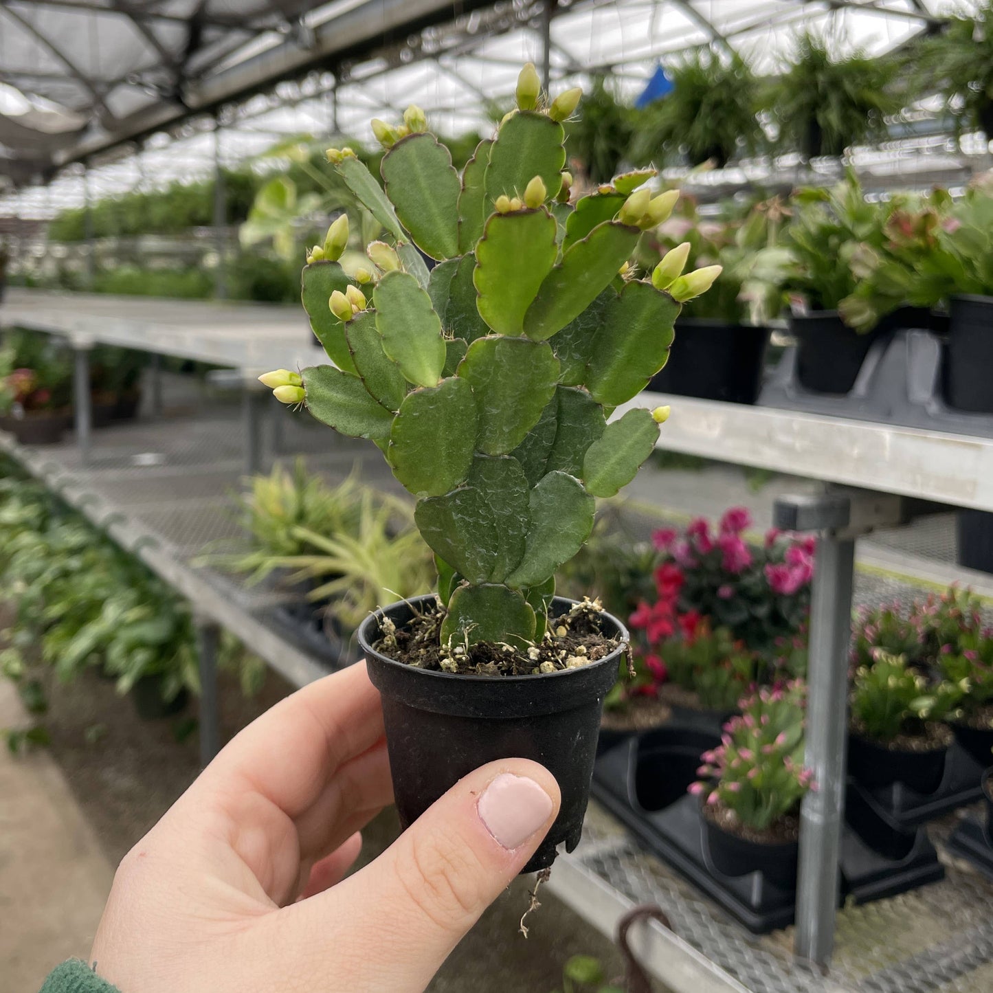 Easter Cactus
