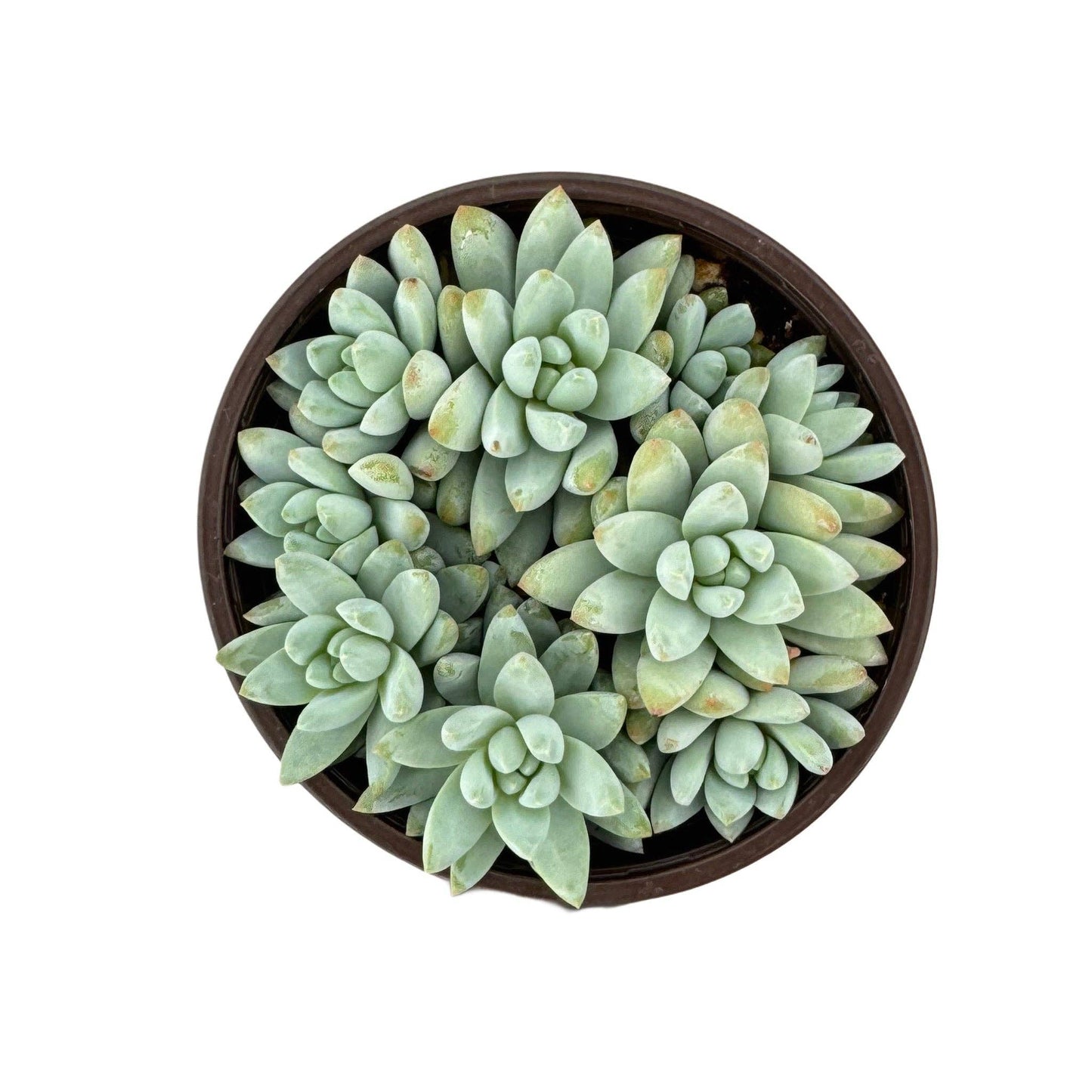 Sedeveria Blue Burrito: