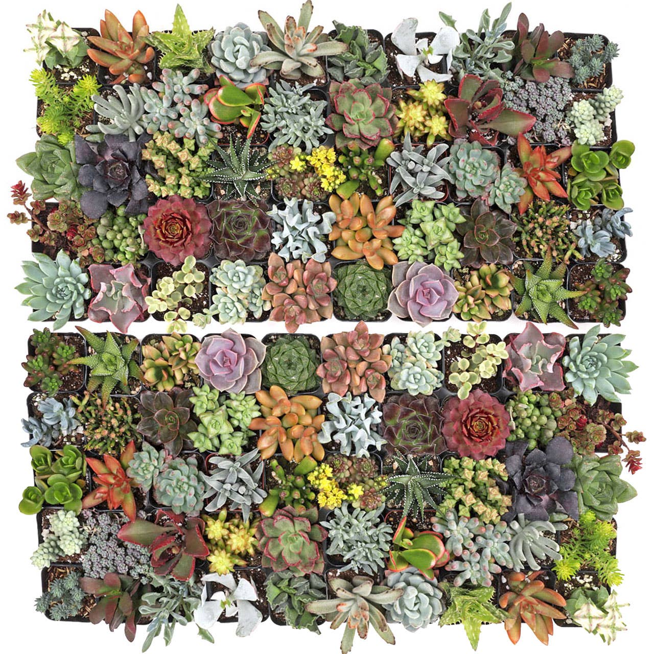 Ultimate Variety Succulents 2" Pots