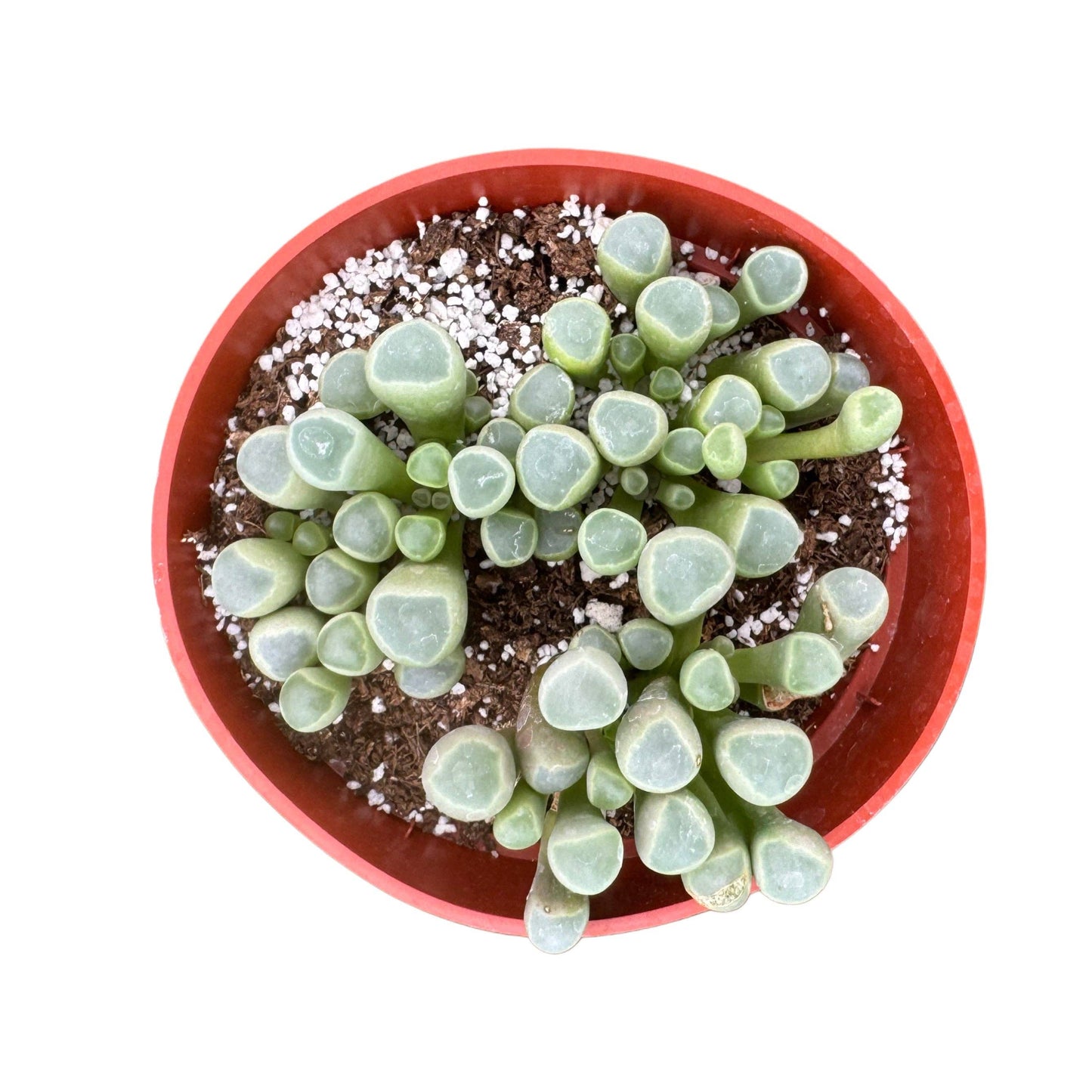 Baby Toes: 2 inch