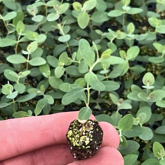 Baby Blue Eucalyptus Seedling Plant ( Starter Plant)